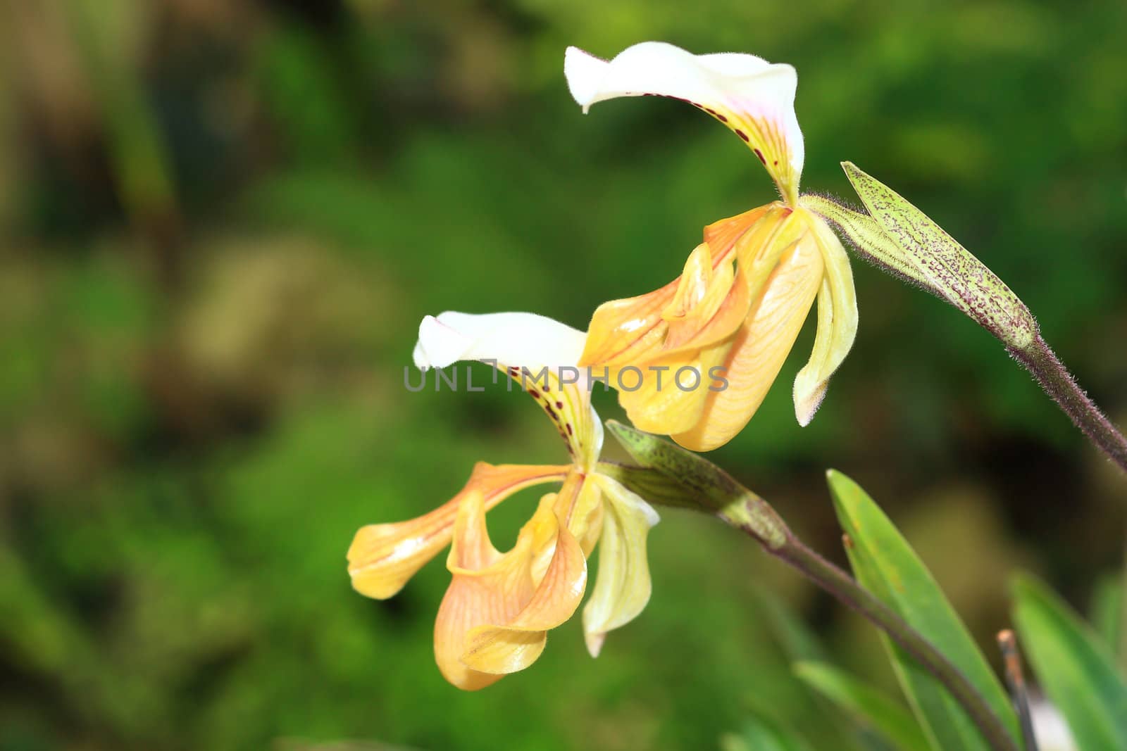beautiful yellow orchid