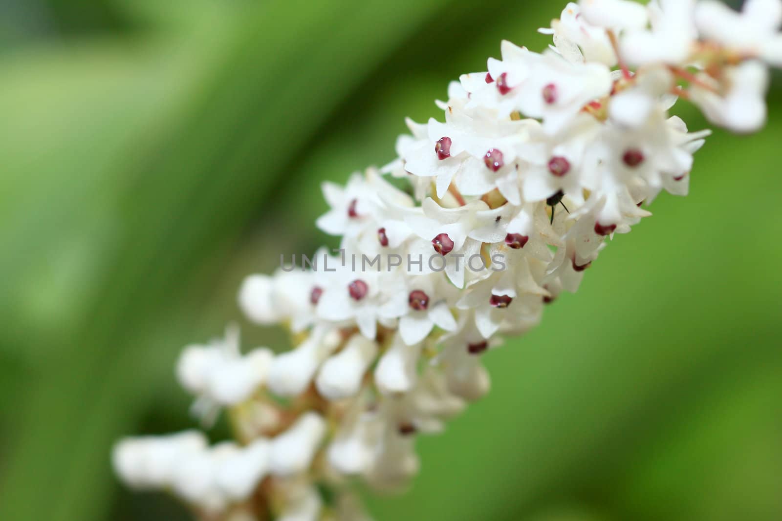 Wild orchids and a garden