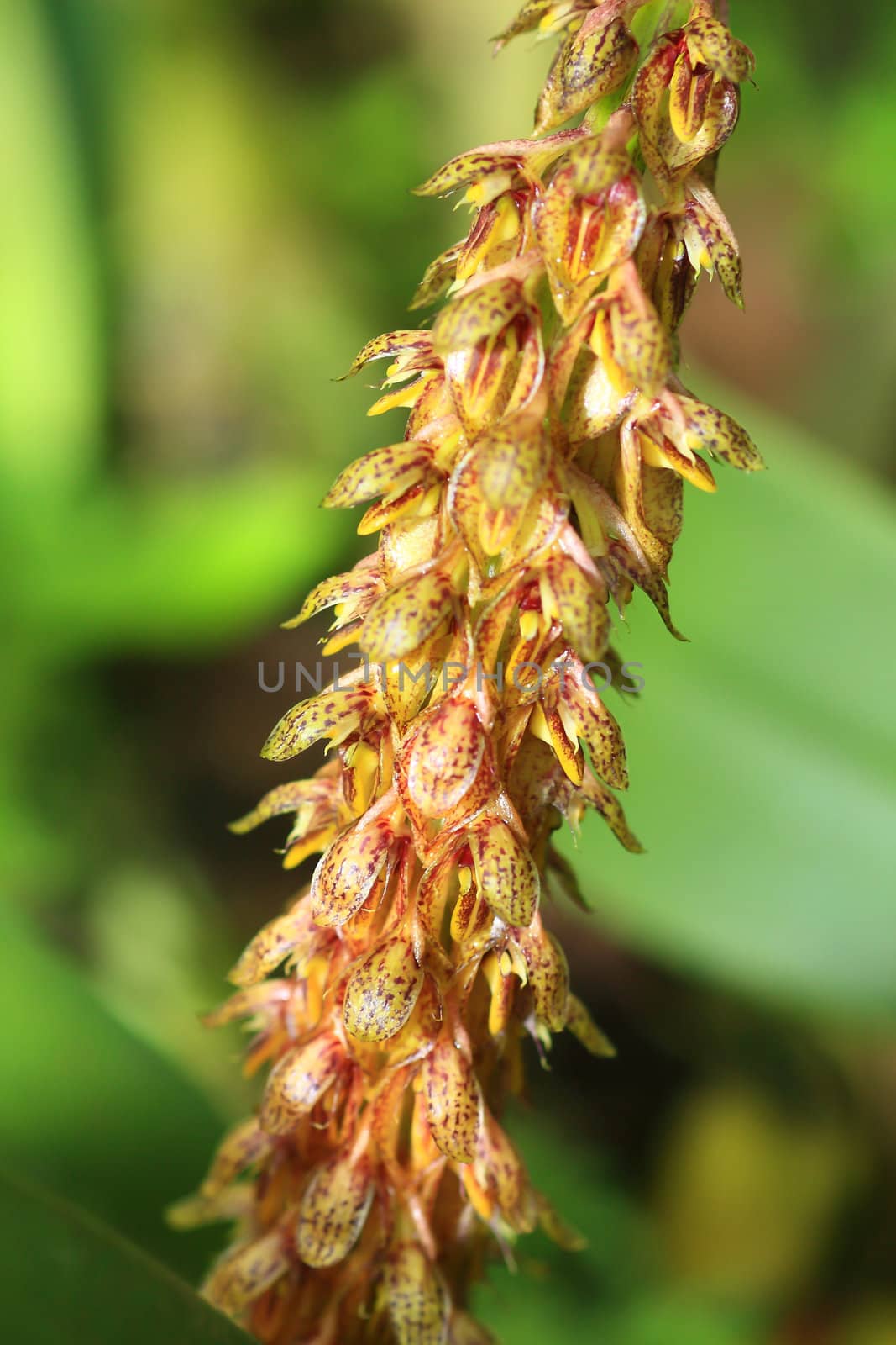 Wild orchids and a garden