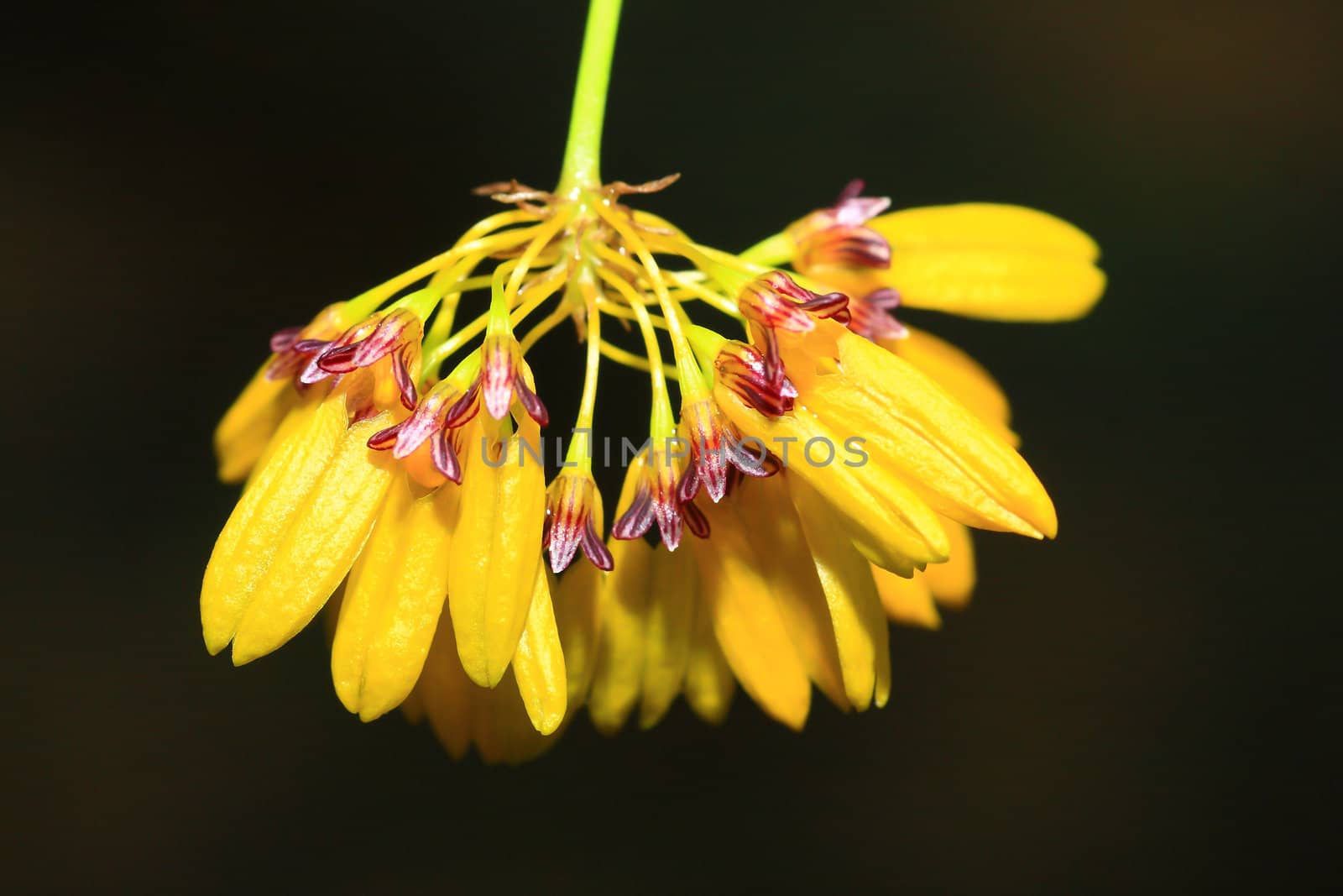 beautiful yellow orchid by rufous