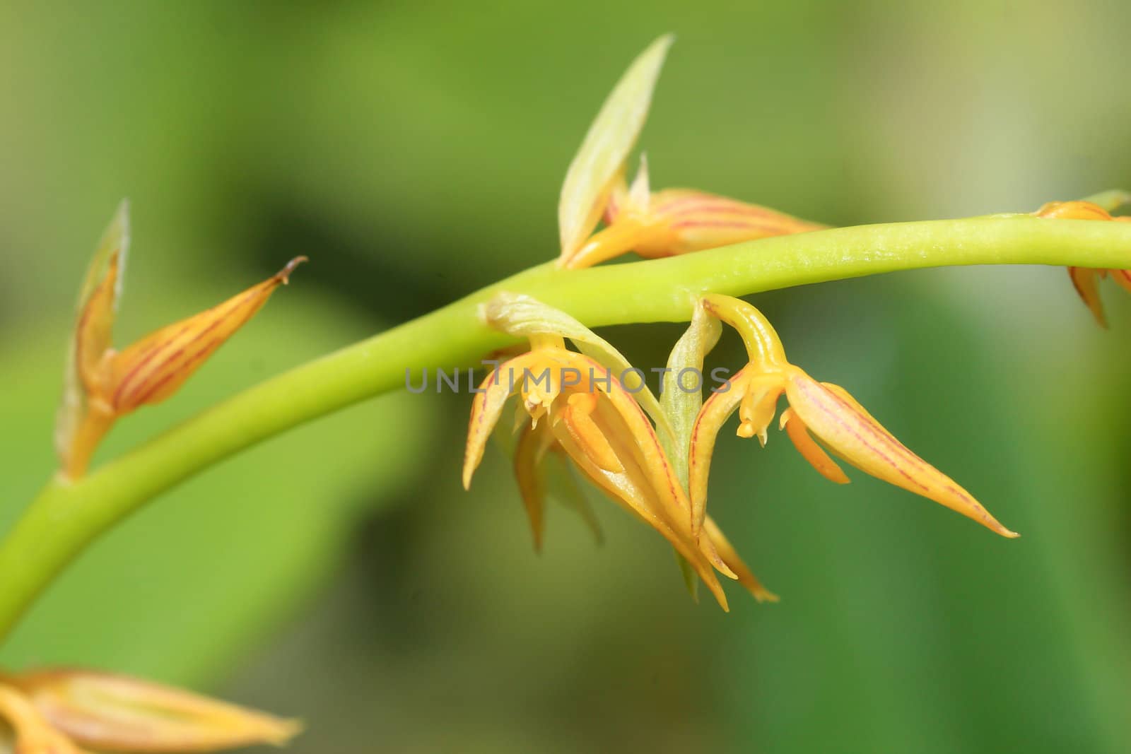 beautiful yellow orchid by rufous