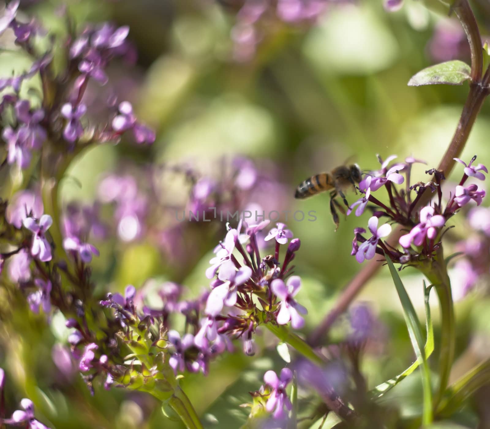 bee on flower in flight