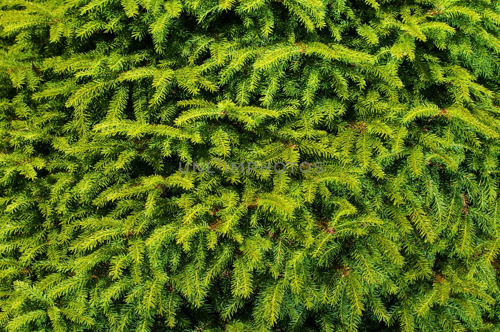 fir branches background 