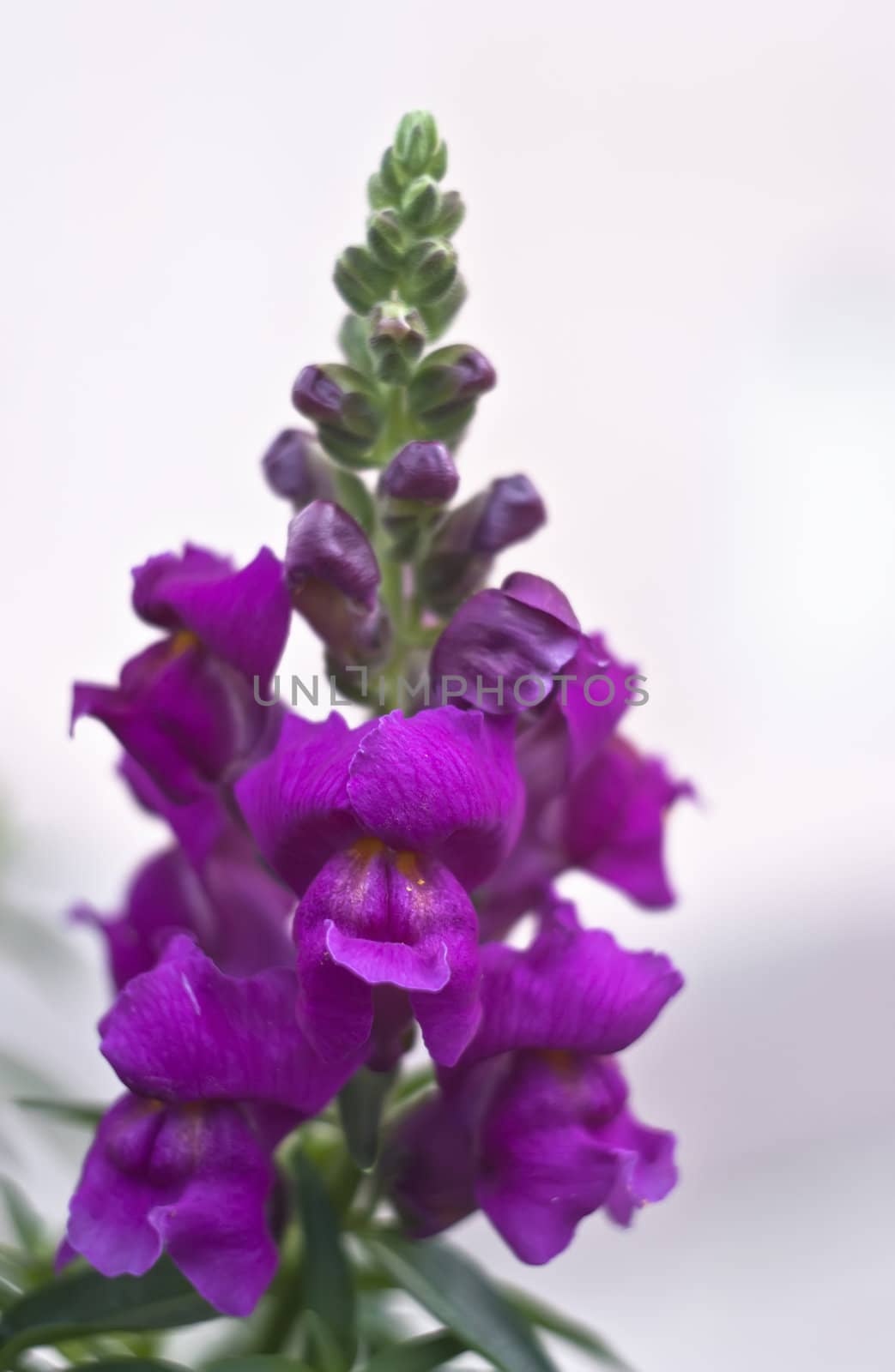 Purple Colored Snapdragon  on White Background