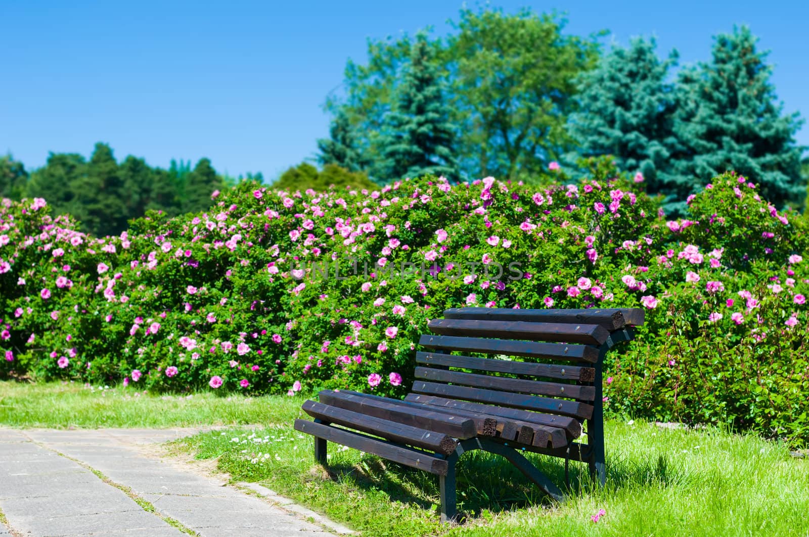 Empty wooden park bench on a sunny day