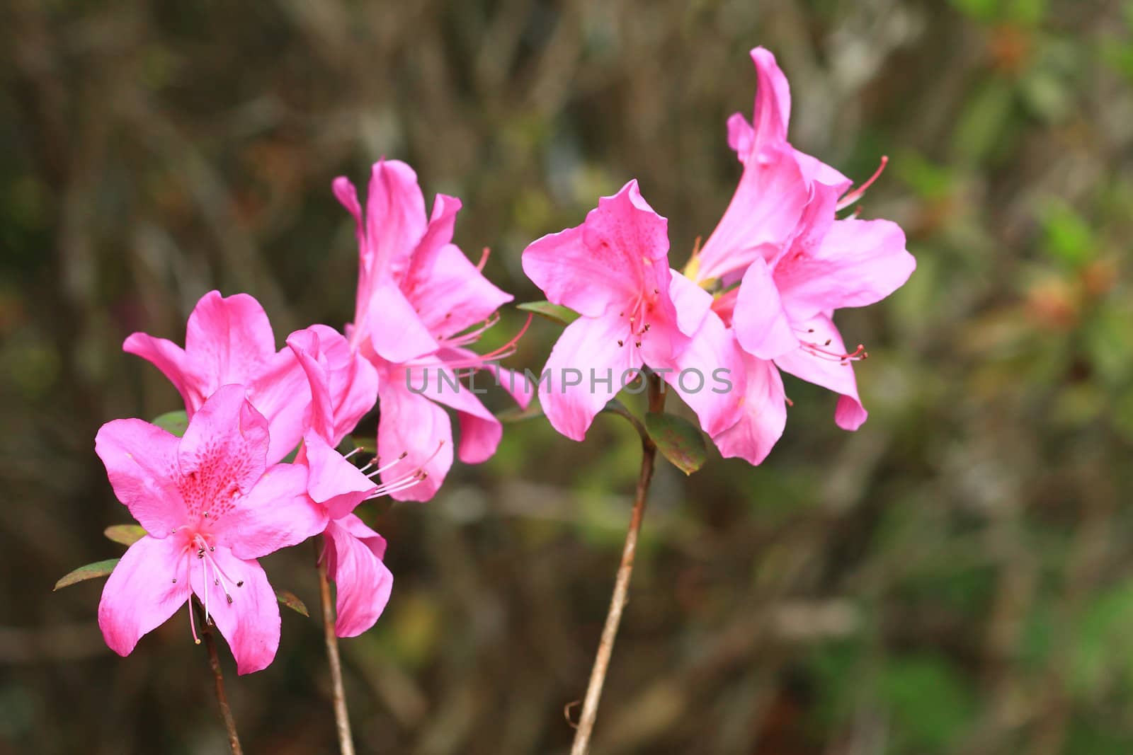 Blooming Pink Rhododendron (Azalea) selective focus 
 by rufous