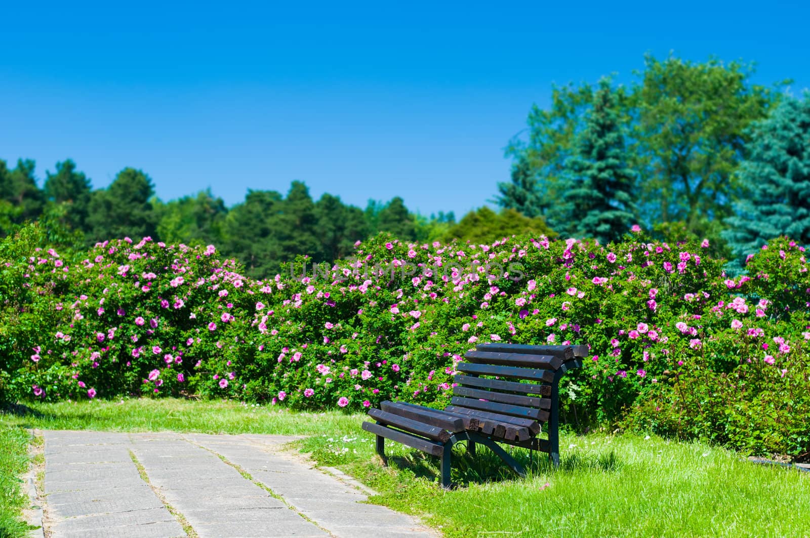 Empty wooden park bench on a sunny day by Draw05