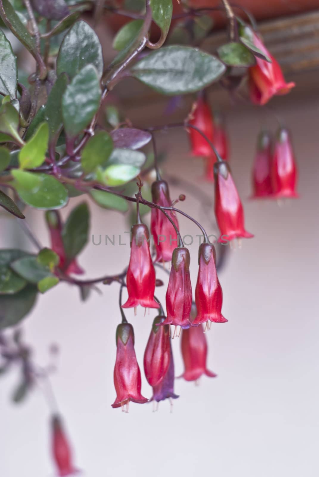 A red fuchsia blossoming outdoors.