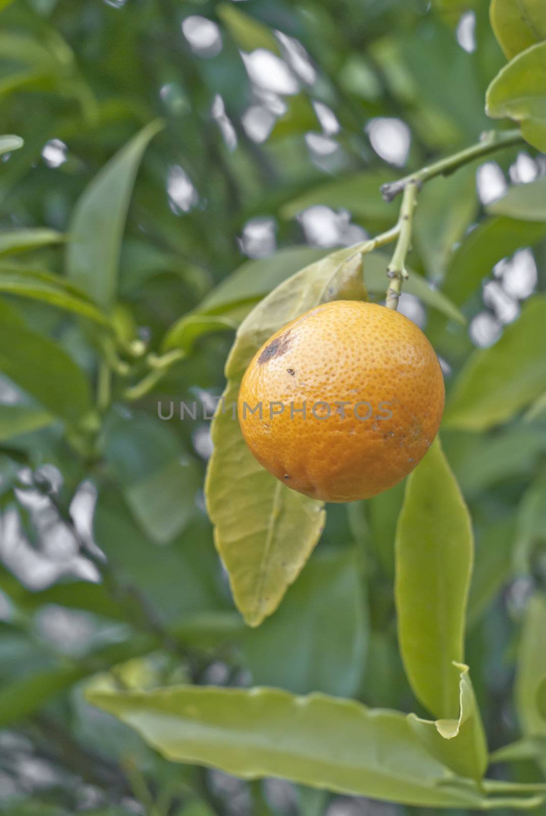 orange tangerine tree fruits green leaves blurred field background