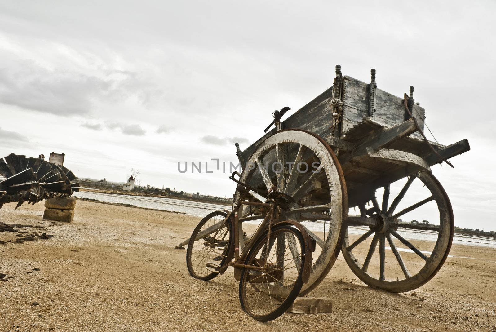 old Sicilian cart horse. Salines of Trapani. Sicily