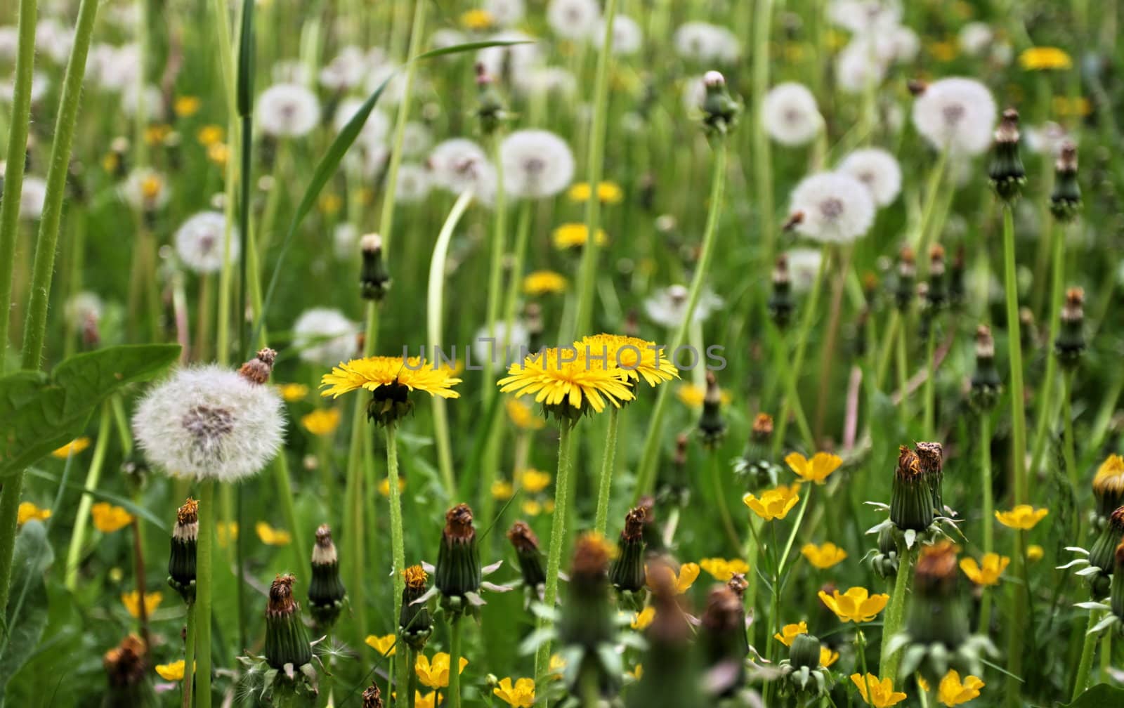 Field of blooming dandelions close up