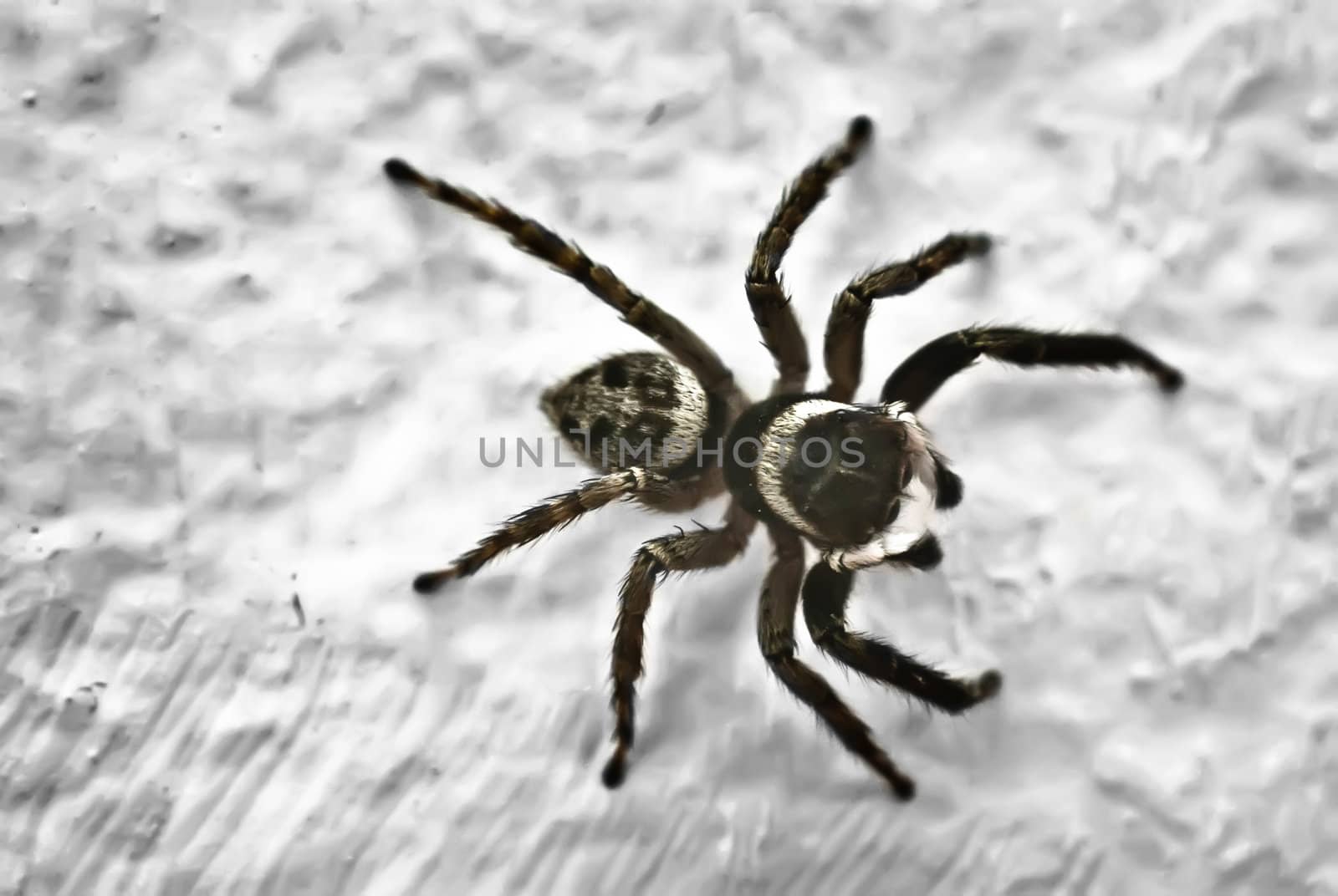 Spider by gandolfocannatella