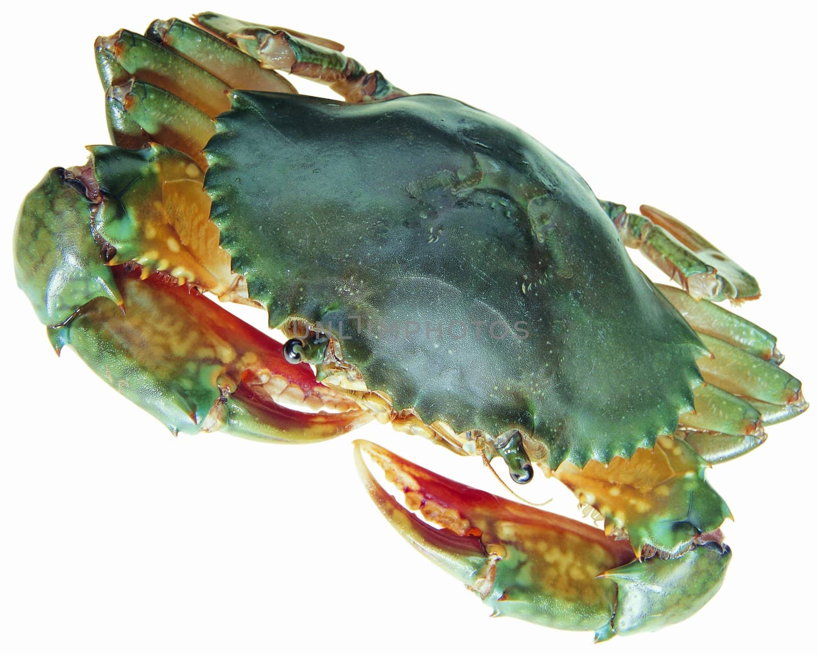 Crab by Baltus