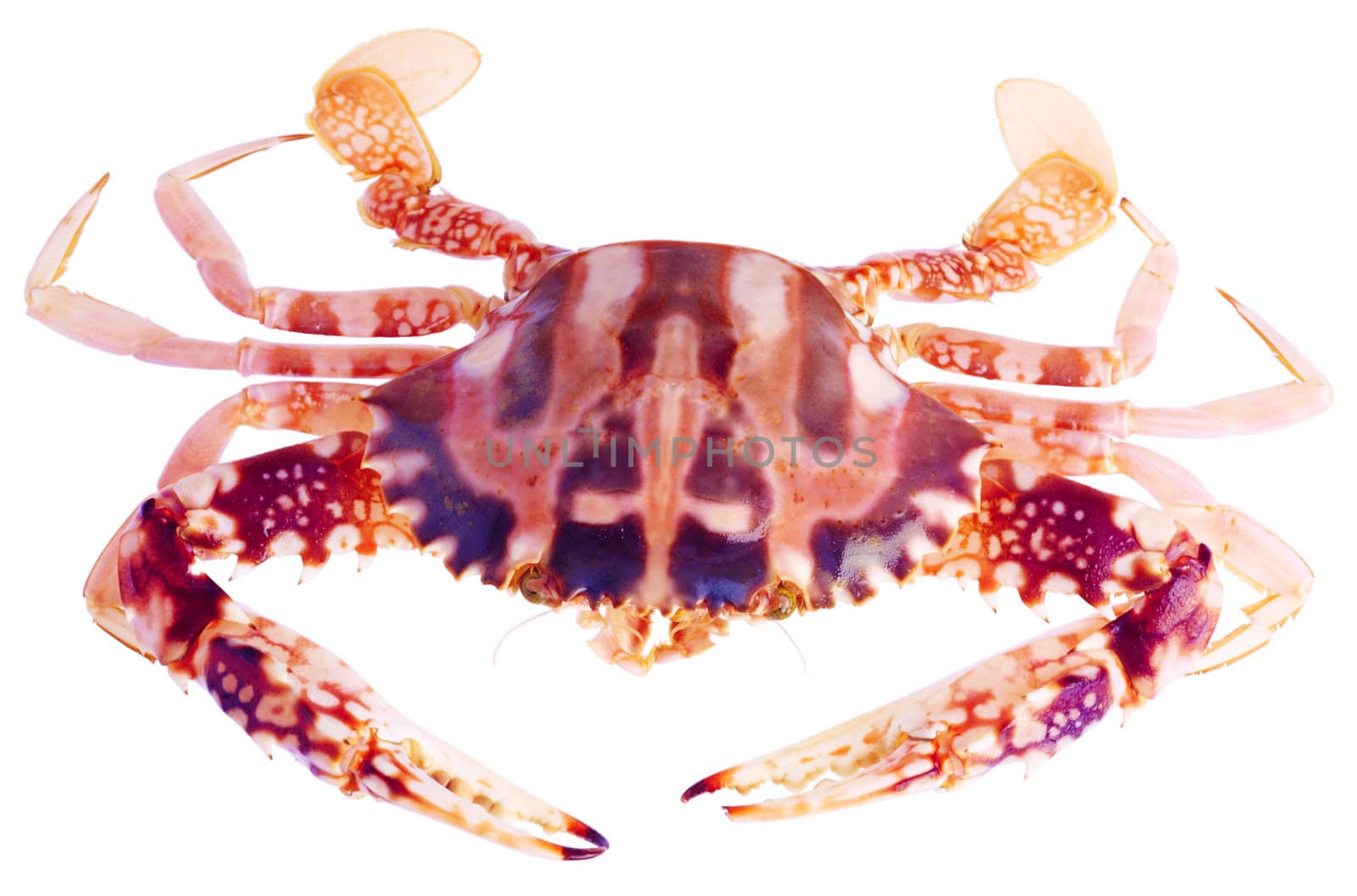 Crab isolated on white background