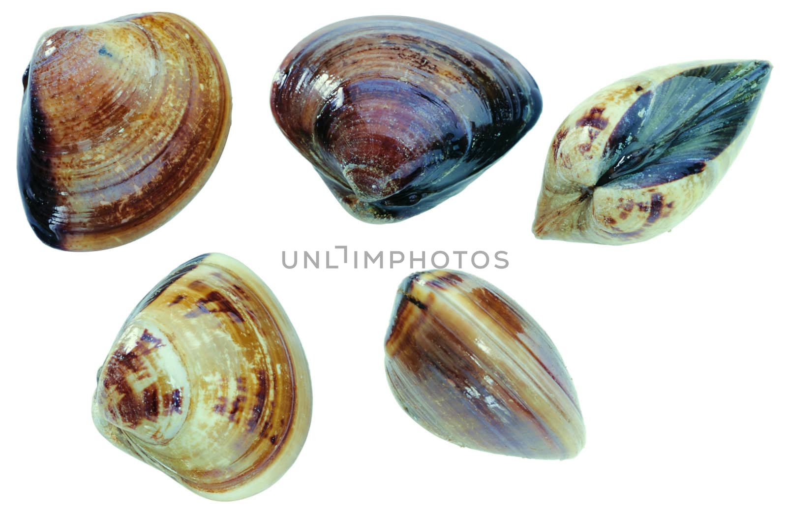 sea shells. Isolated on white background