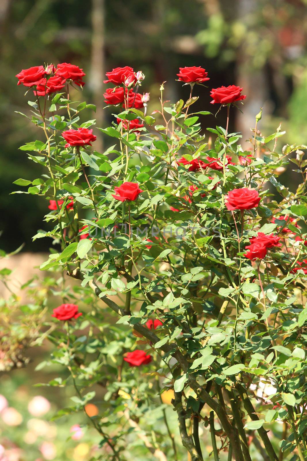 beautiful bush of red roses 
 by rufous