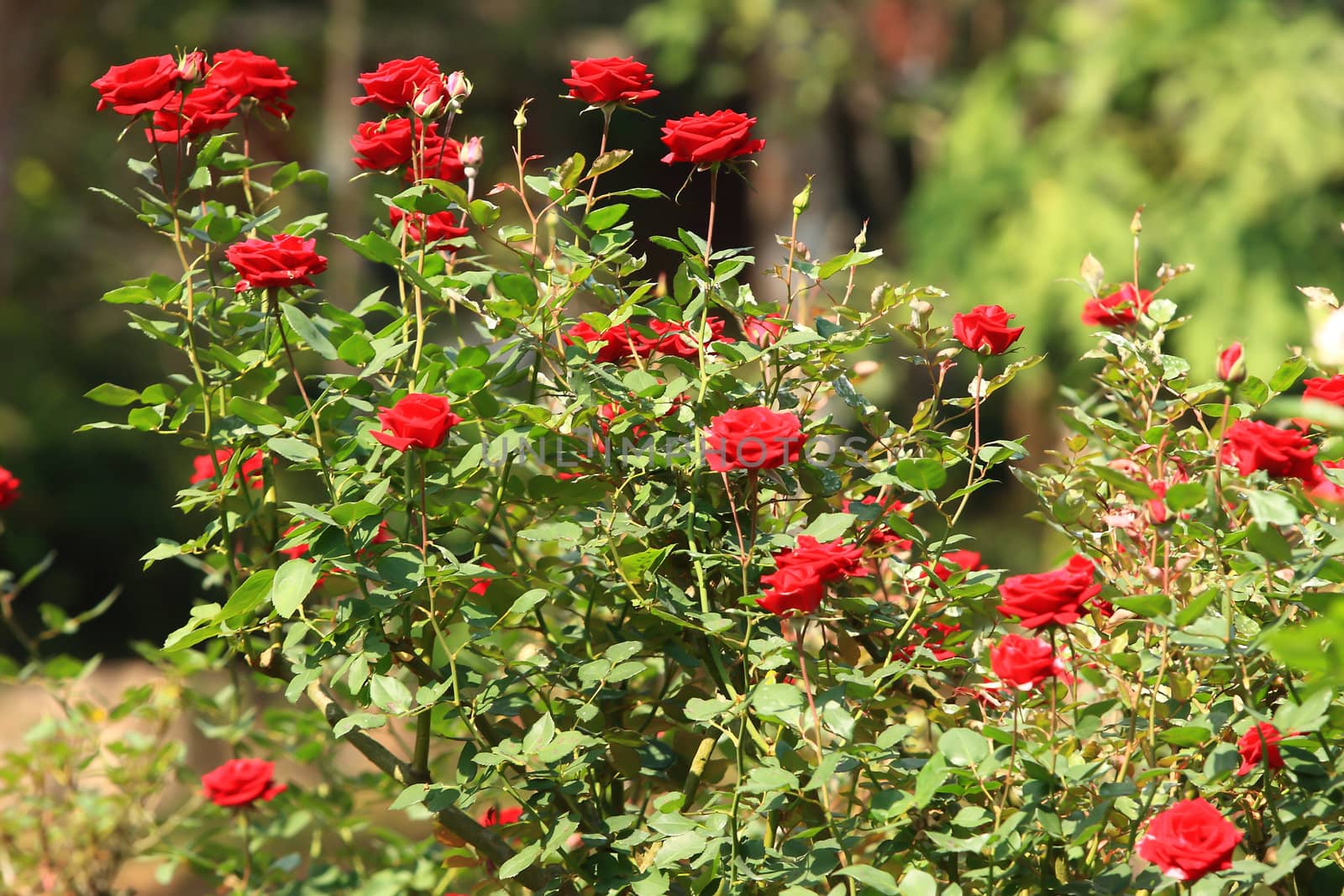 beautiful bush of red roses