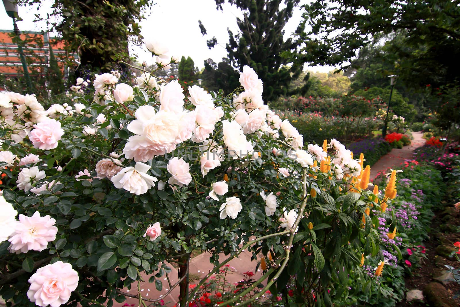 Roses in garden 
 by rufous