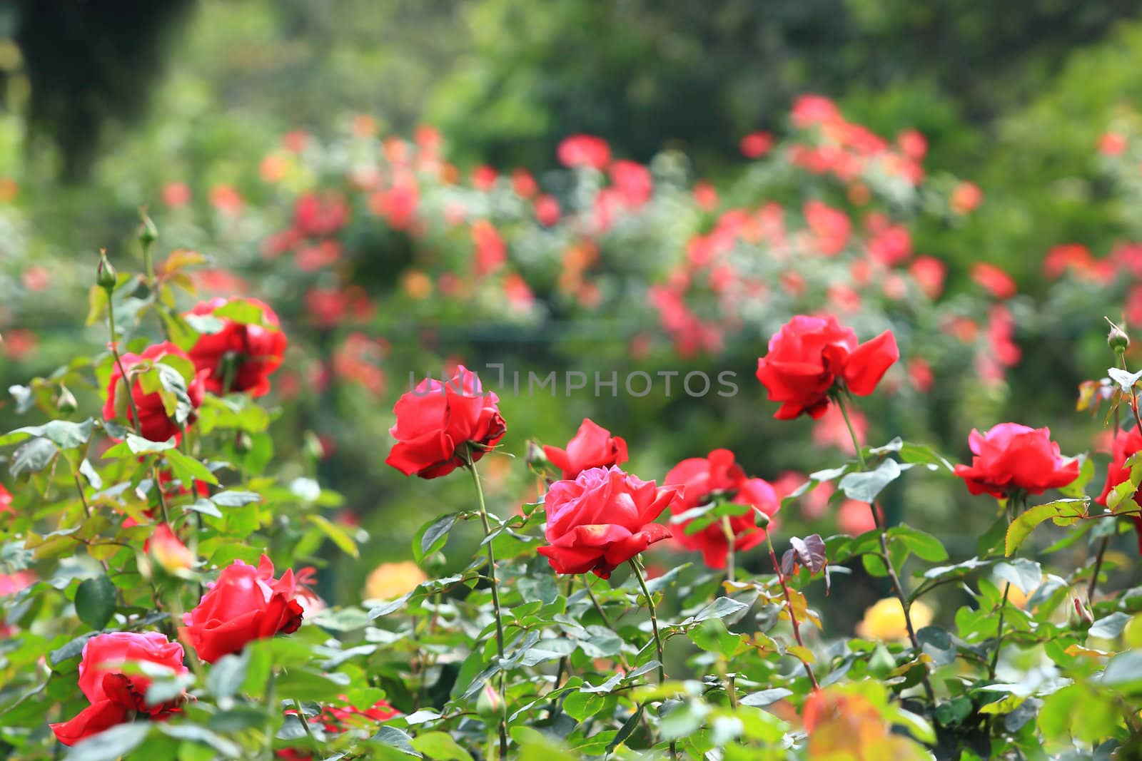 Roses in garden 
 by rufous