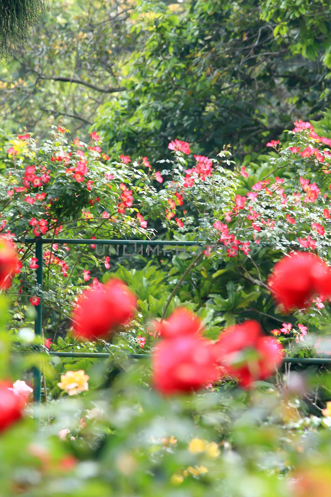 Roses in garden