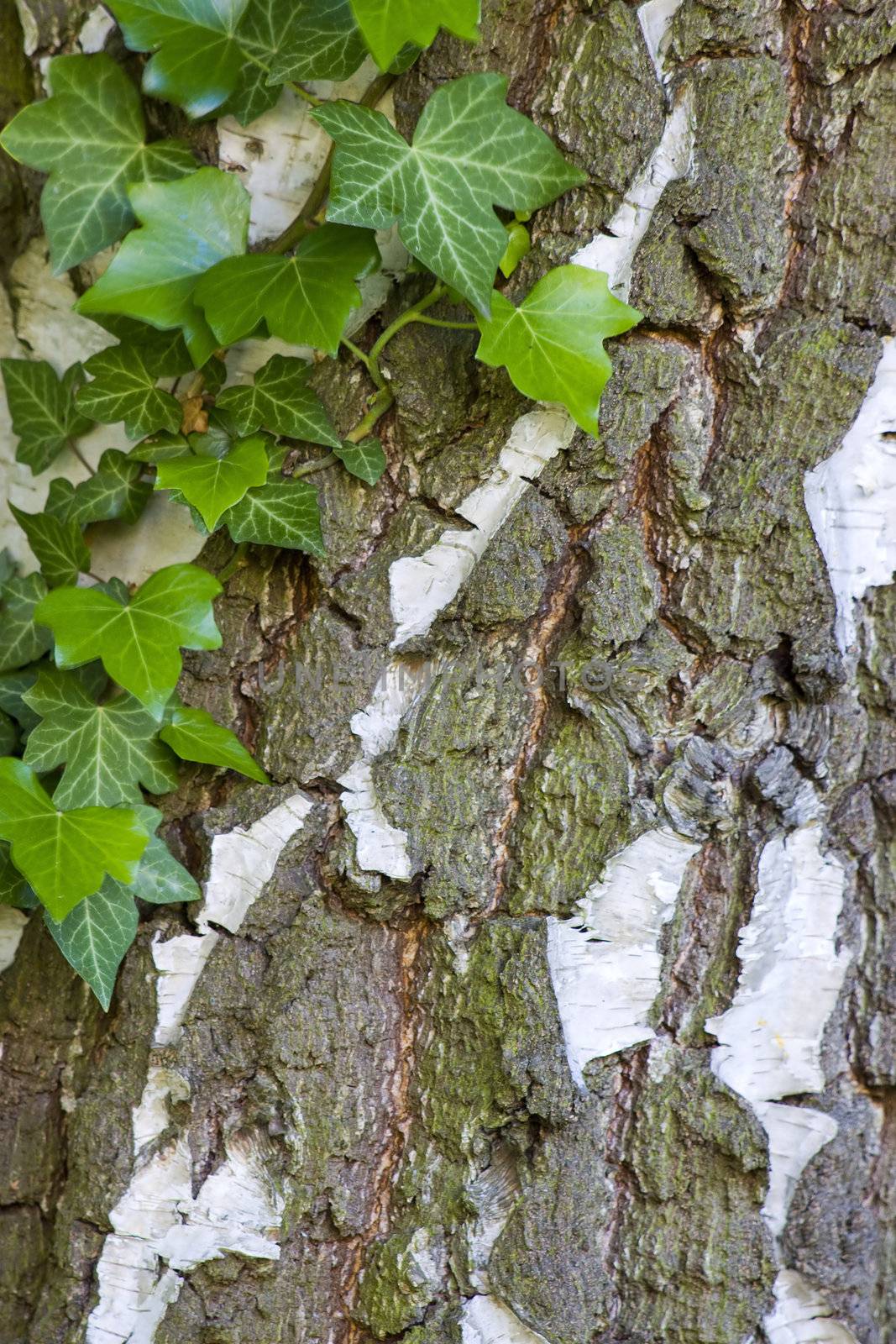 natural background with ivy leaves on bark 