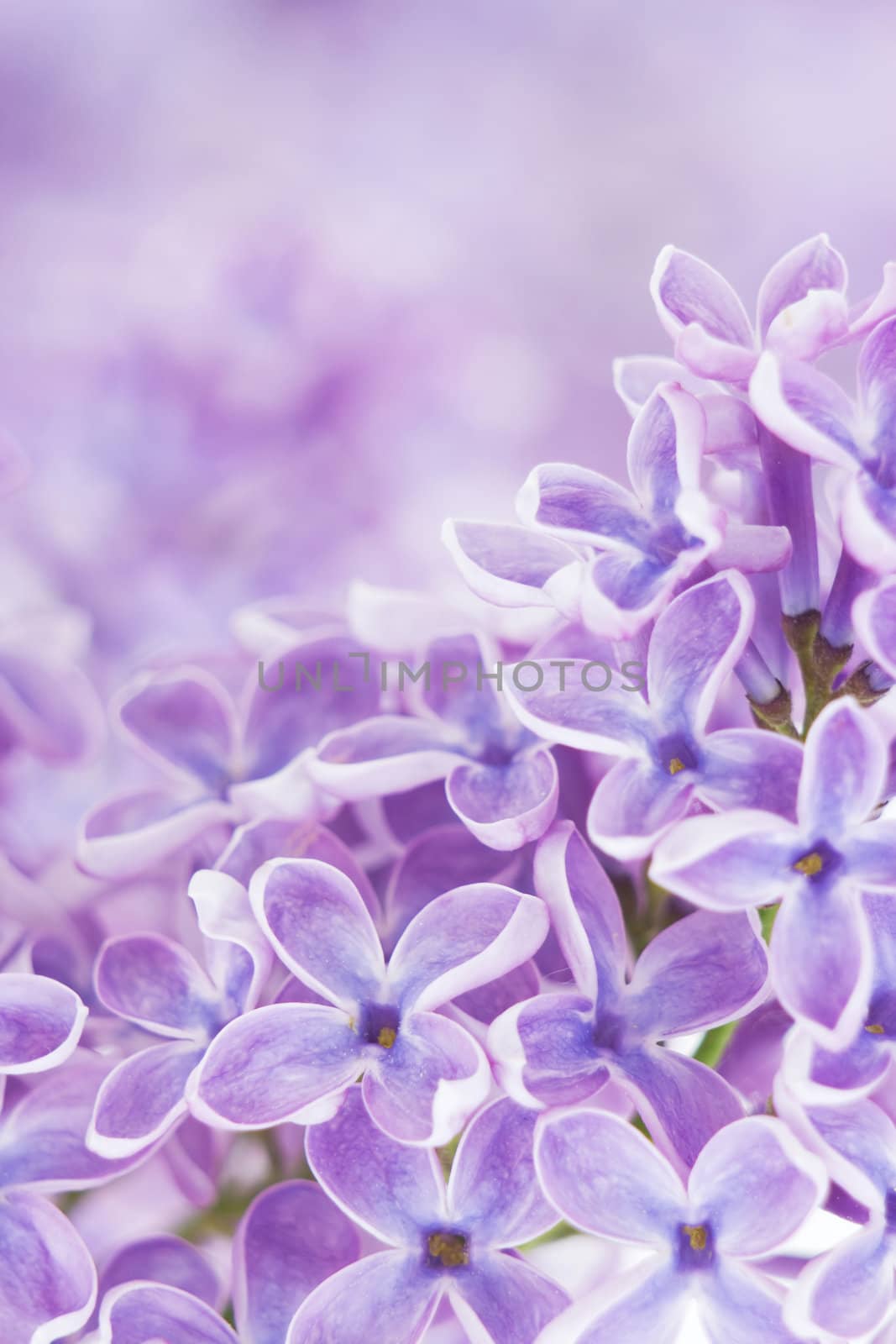 Blooming lilac flowers. Abstract background. Macro photo.