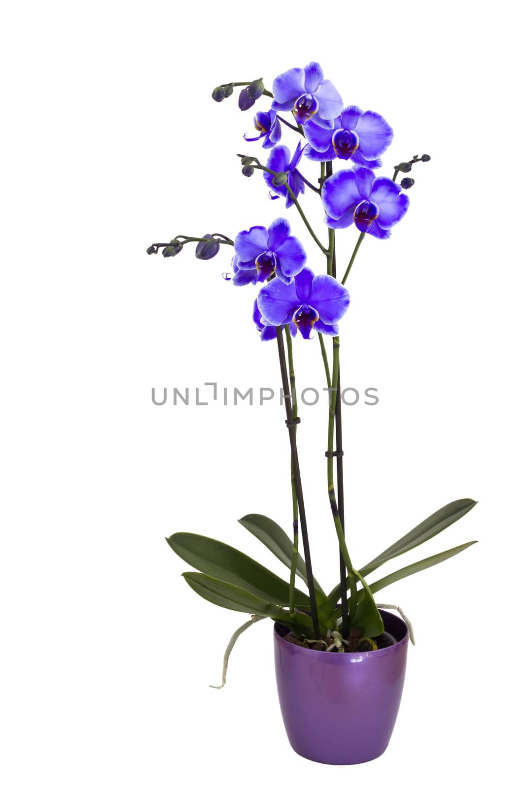 Beautiful violet orchid, phalaenopsis by miradrozdowski