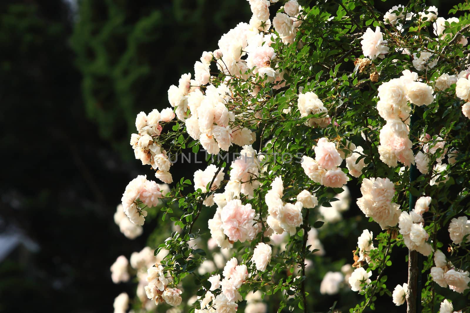 White roses - Alba,against blue sky.