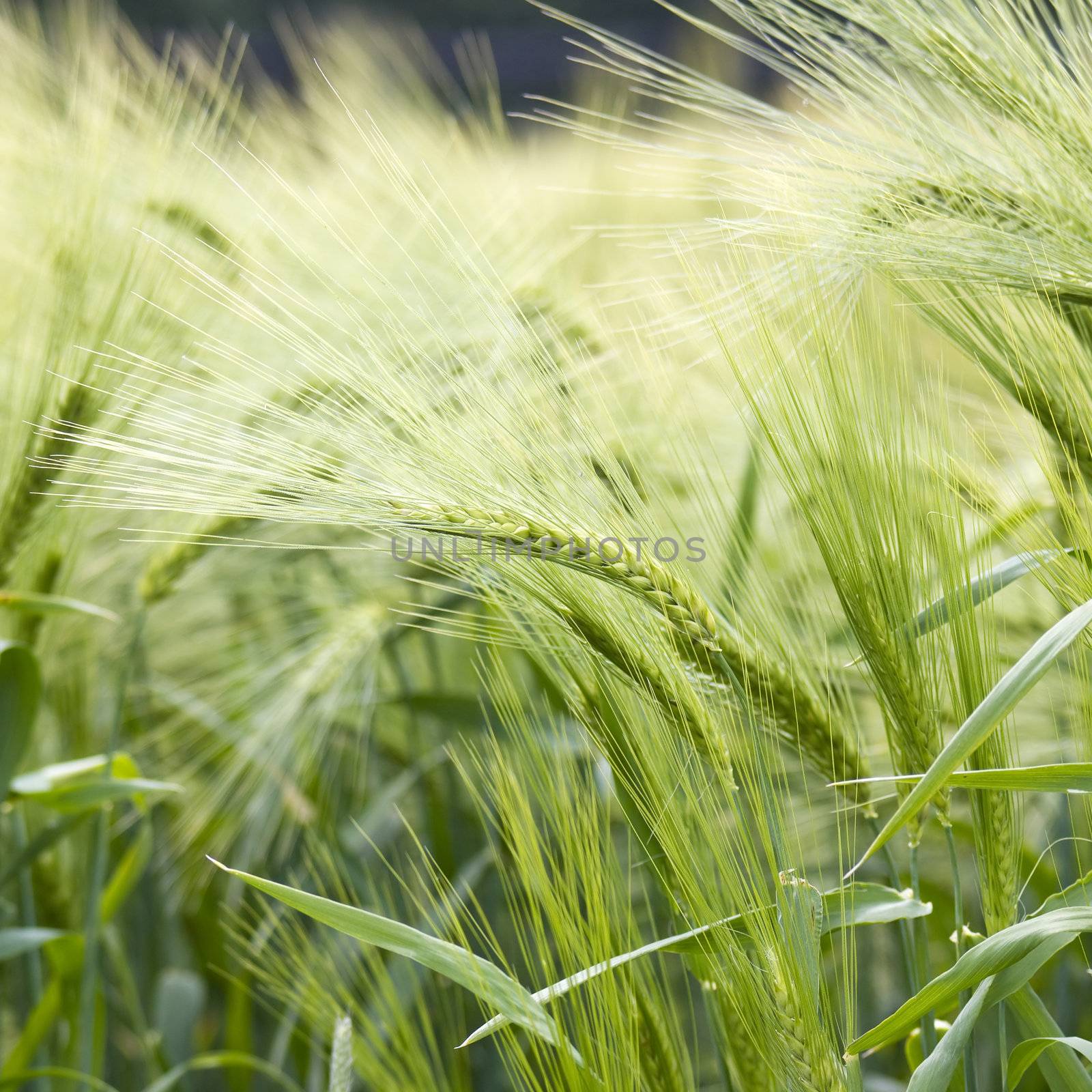 barley field