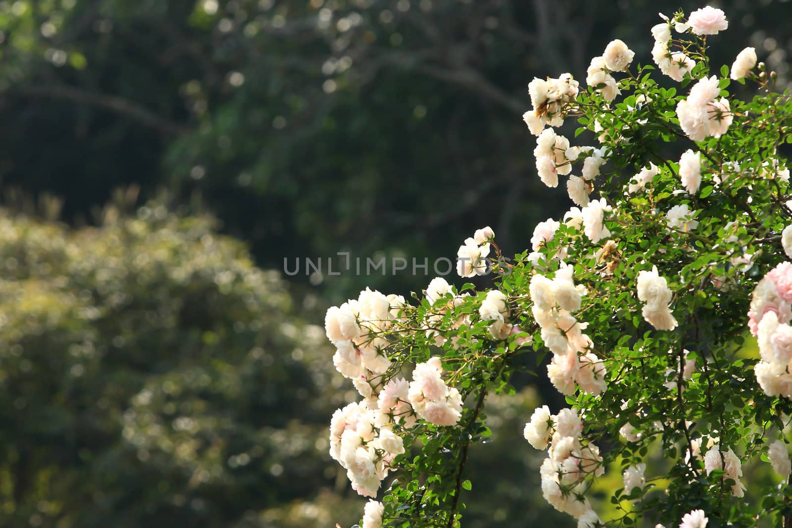 White roses - Alba,against blue sky. 
 by rufous