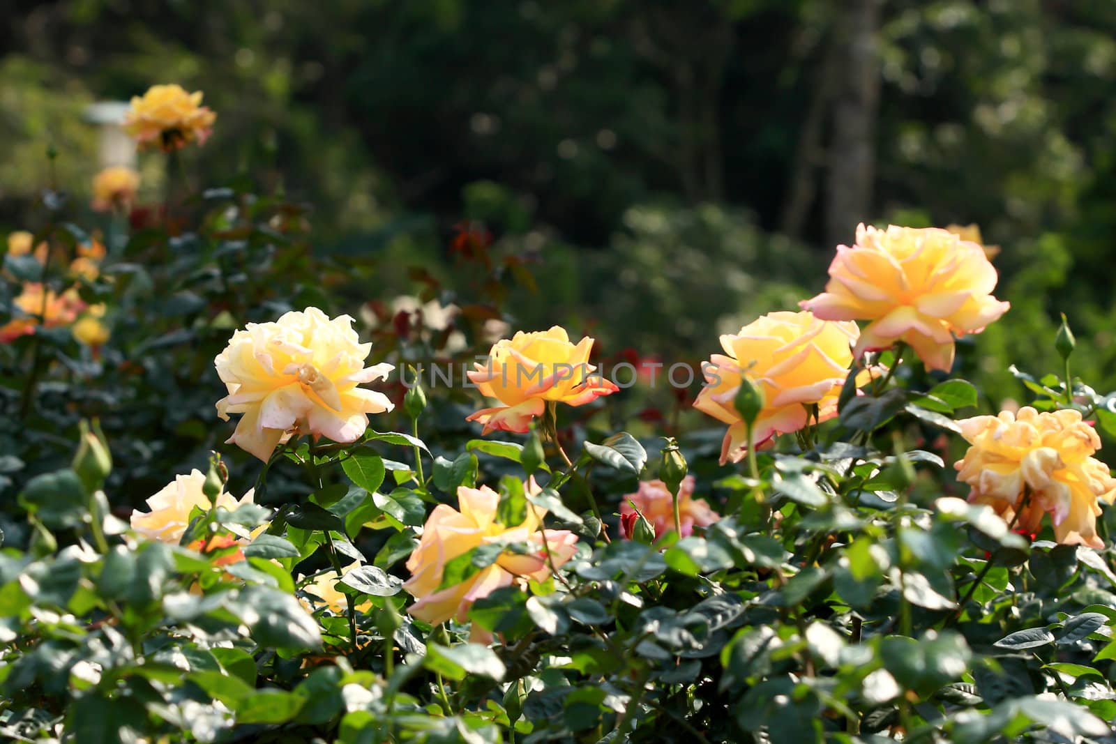 Roses in garden 
 by rufous