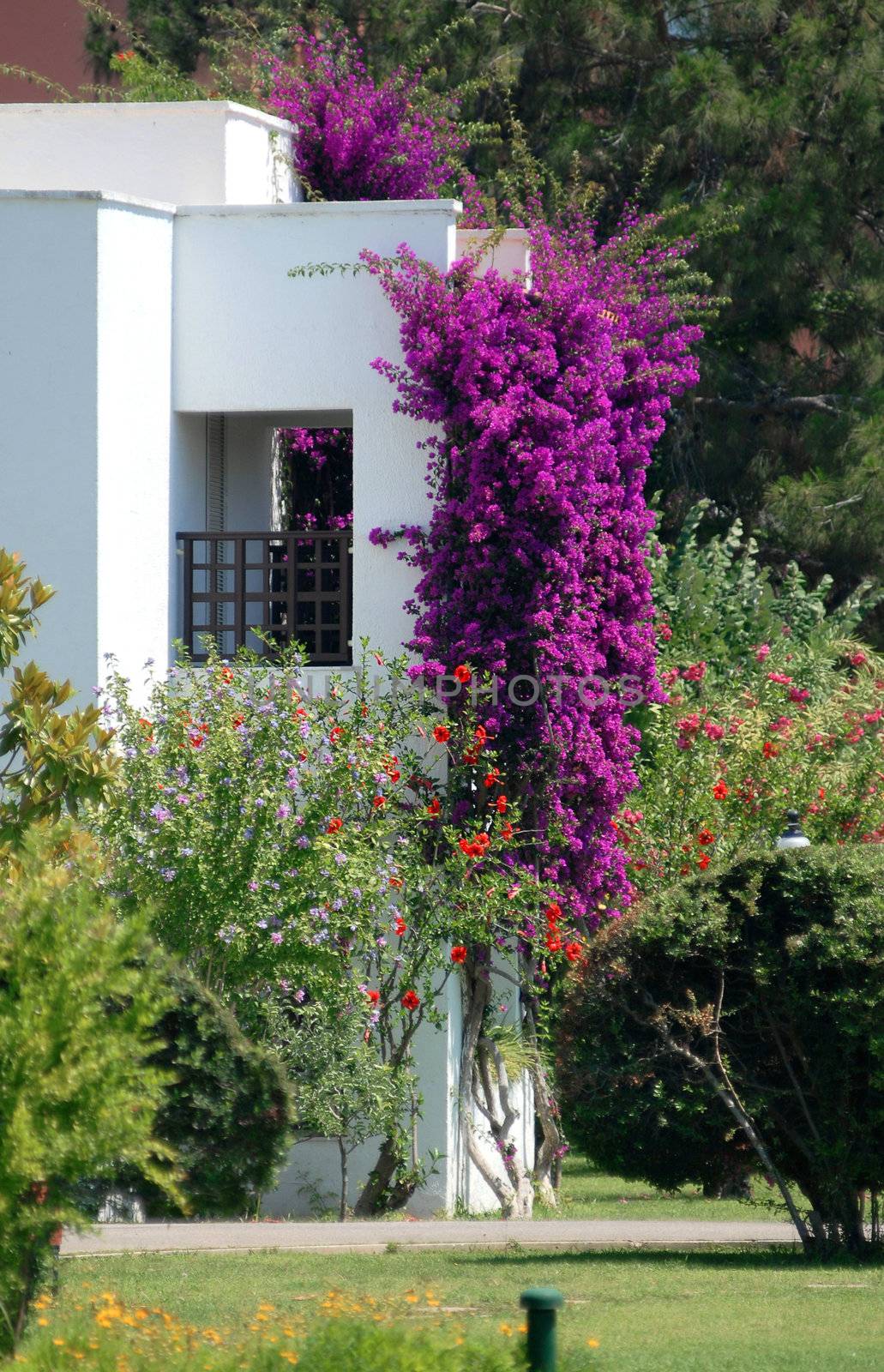 beautiful conifer and plants in the territory of rich villa