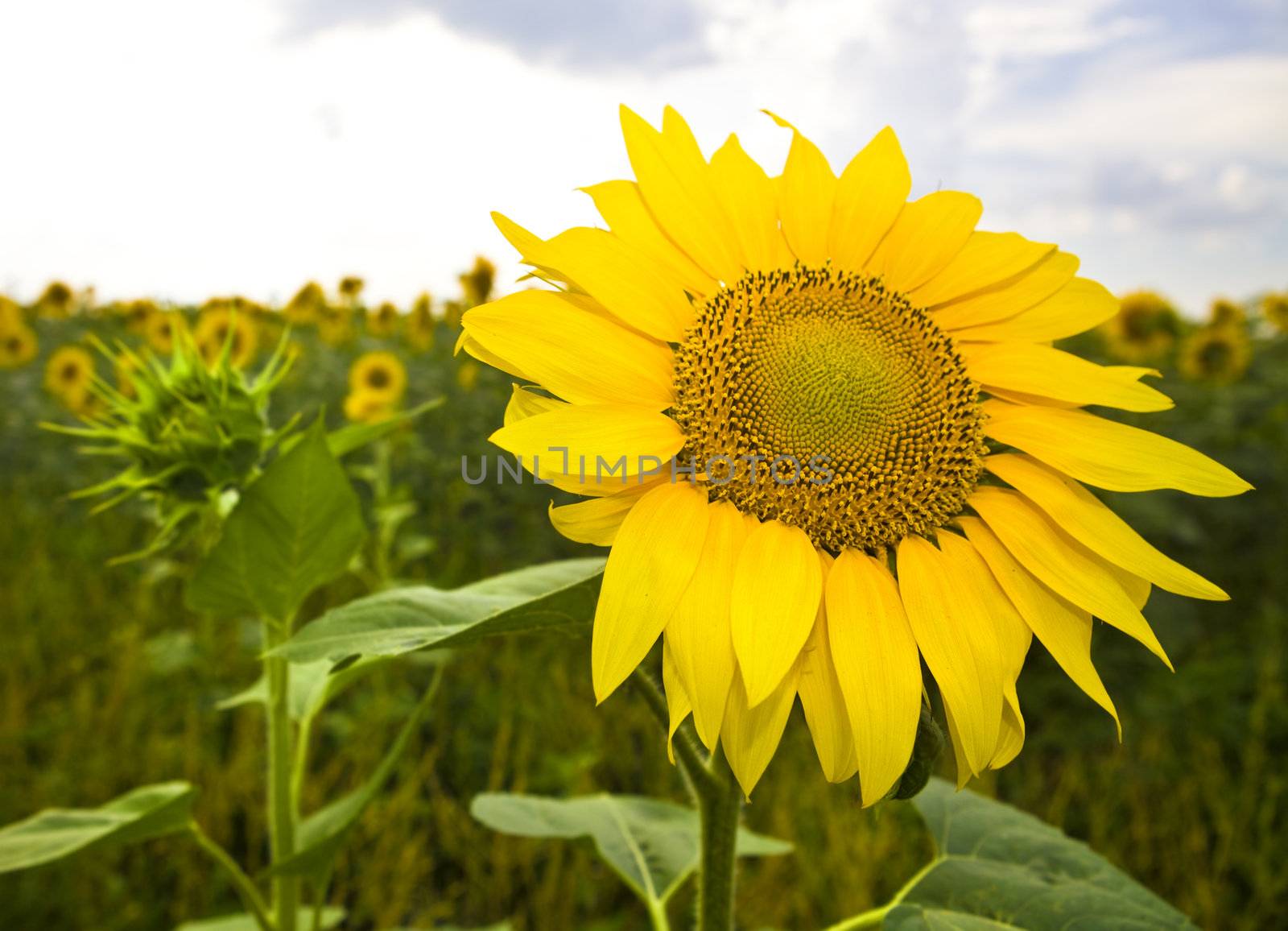 Closeup of bright yellow sunflowers on the field