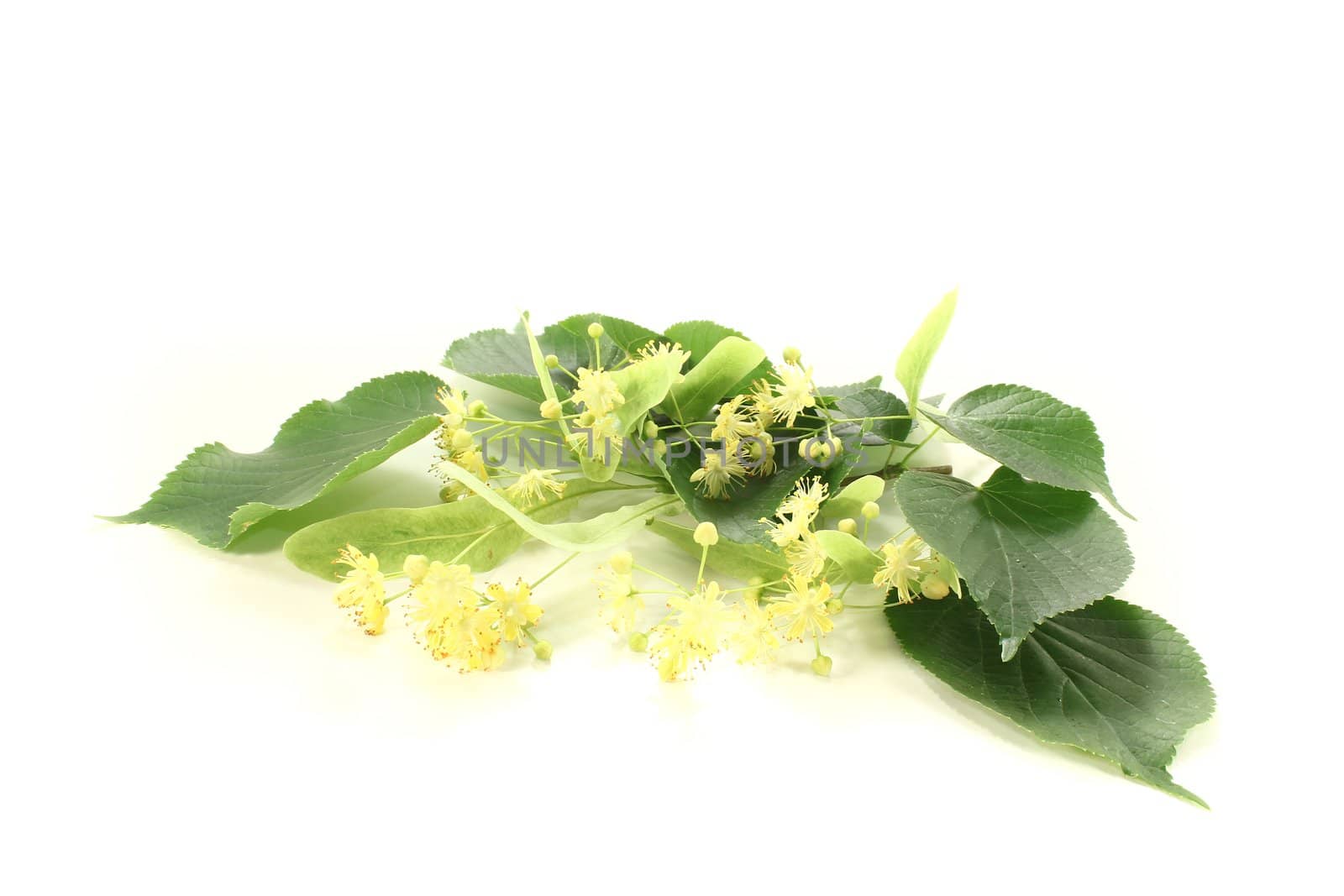 fresh yellow linden blossoms with leaves on a bright background