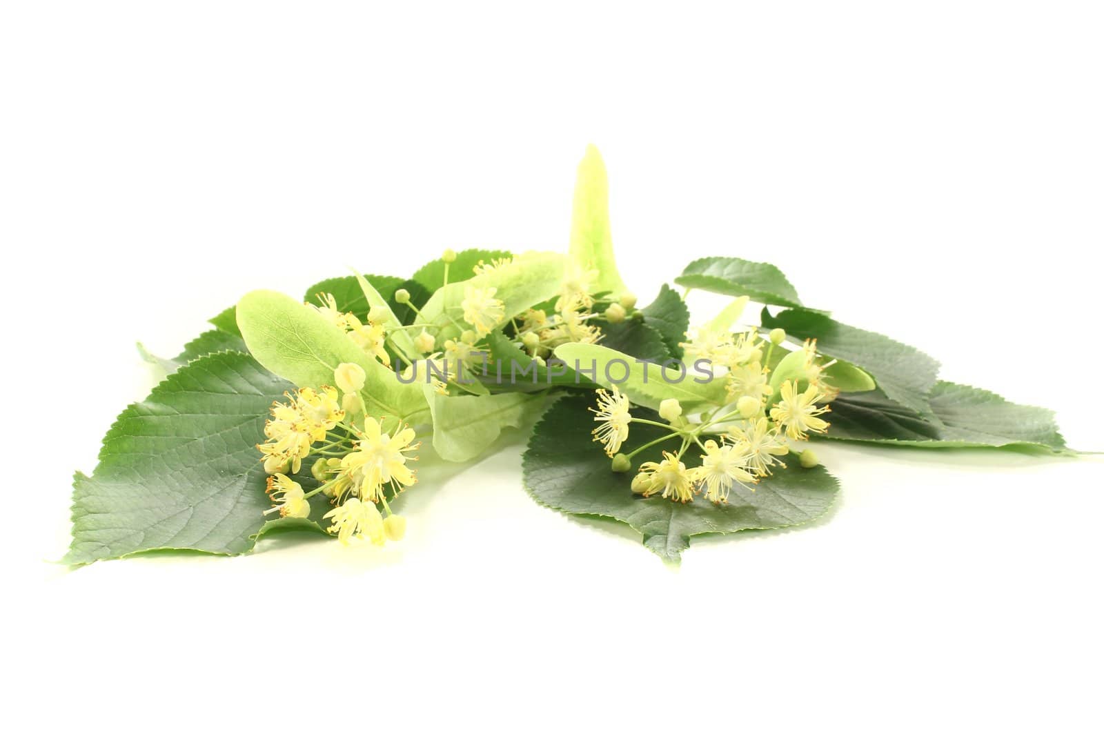 yellow linden blossoms with leaves on a bright background