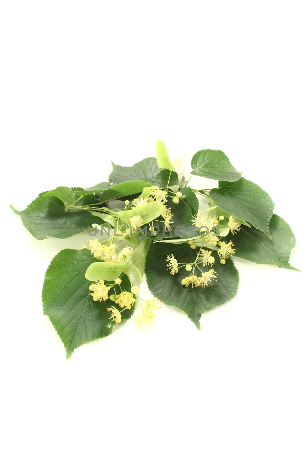 yellow linden blossoms with green leaves on a light background