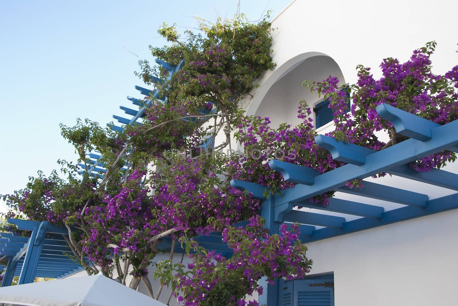 Purple Bougainvillea growing up a Blue Balcony in Greece