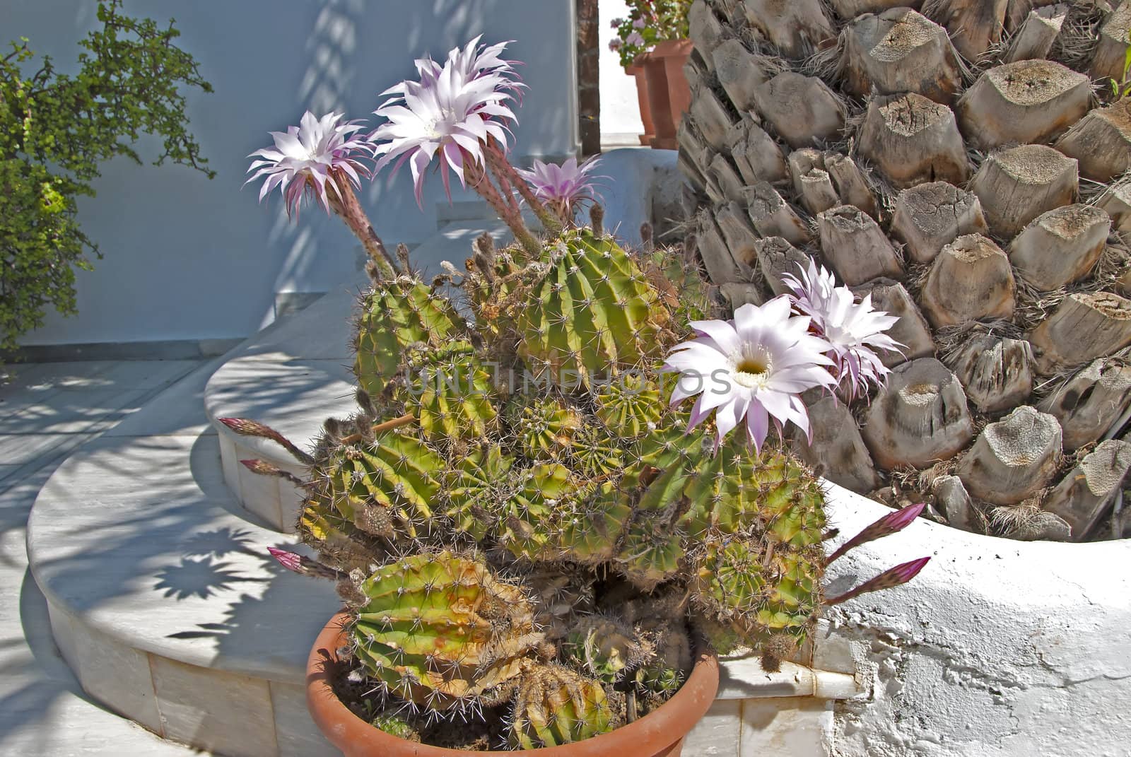 A Cactus Acanthocalycium spiniflorum with beautiful Pink Flowers