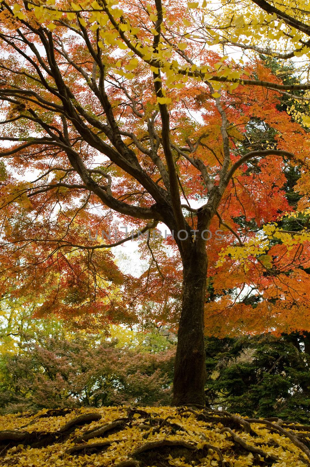 Japanese maple tree in autumn with yellow ginkgo leaves on forest floor