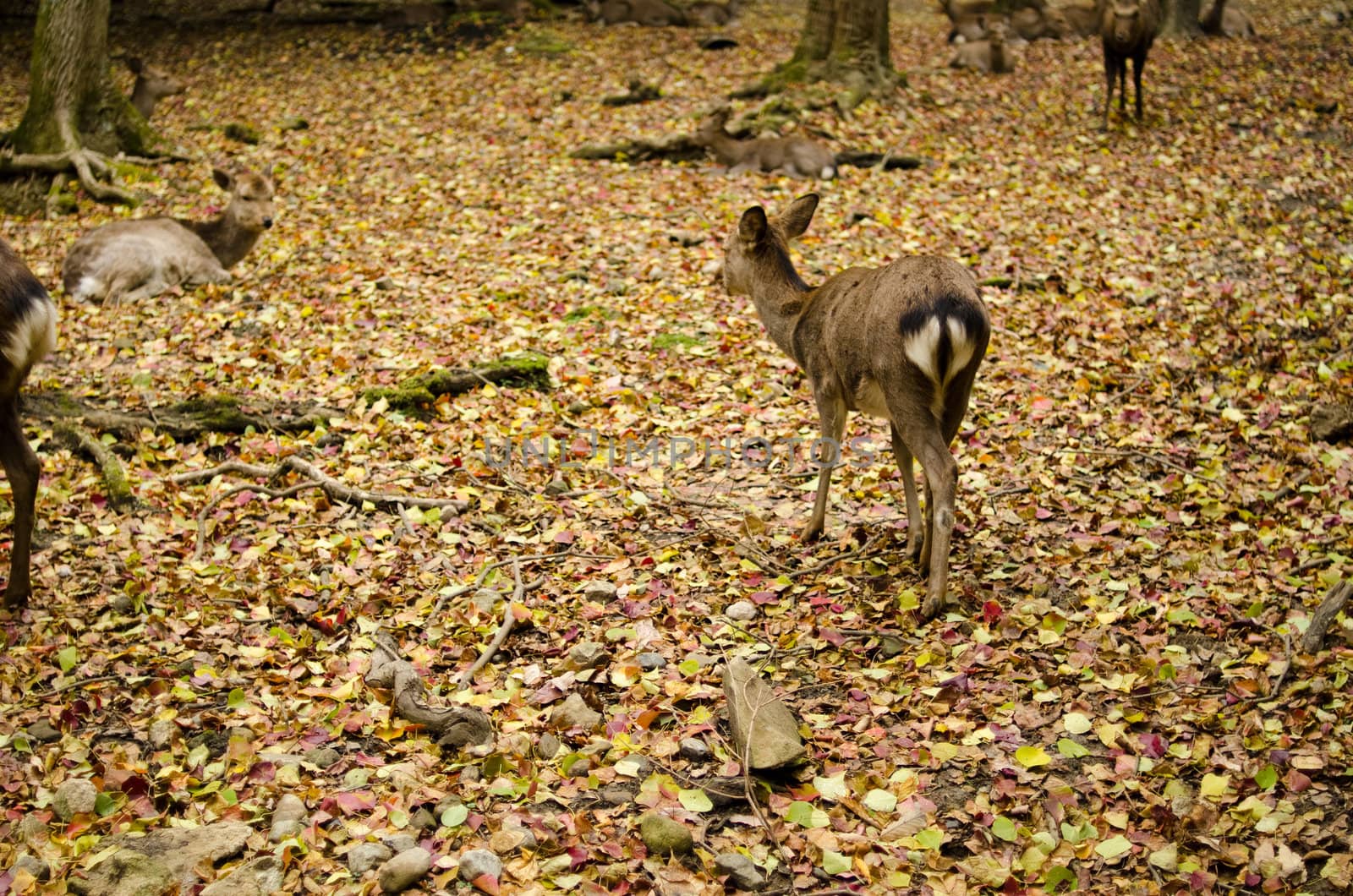 Sika deer on forest floor in autumn