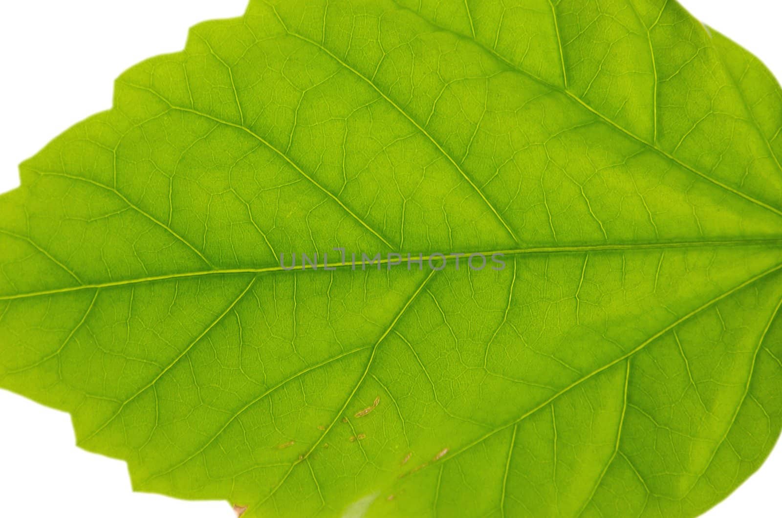brightly green juicy leaf of plant on a white background