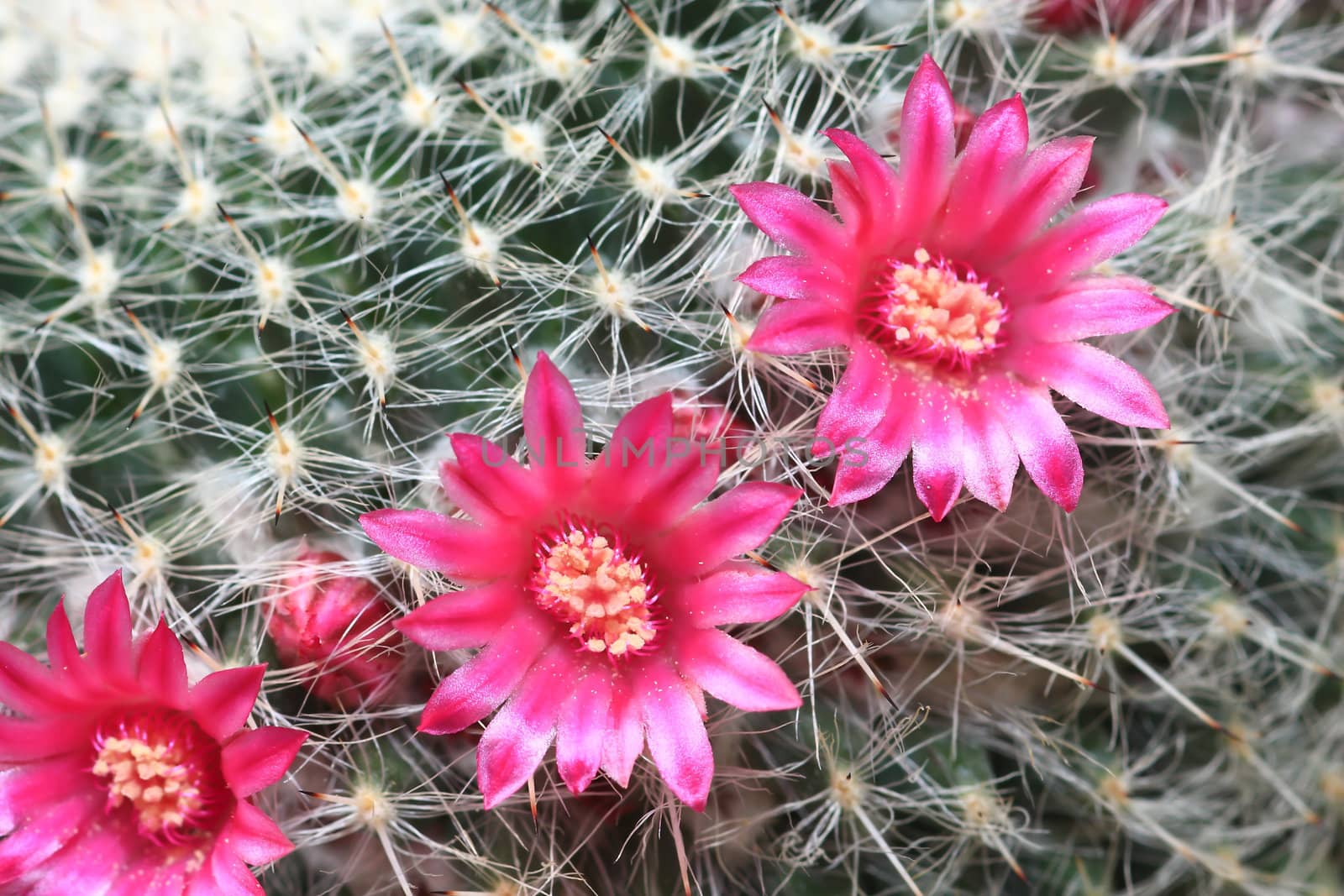 Cactus with blossoms on a dark background (Mammillaria).
