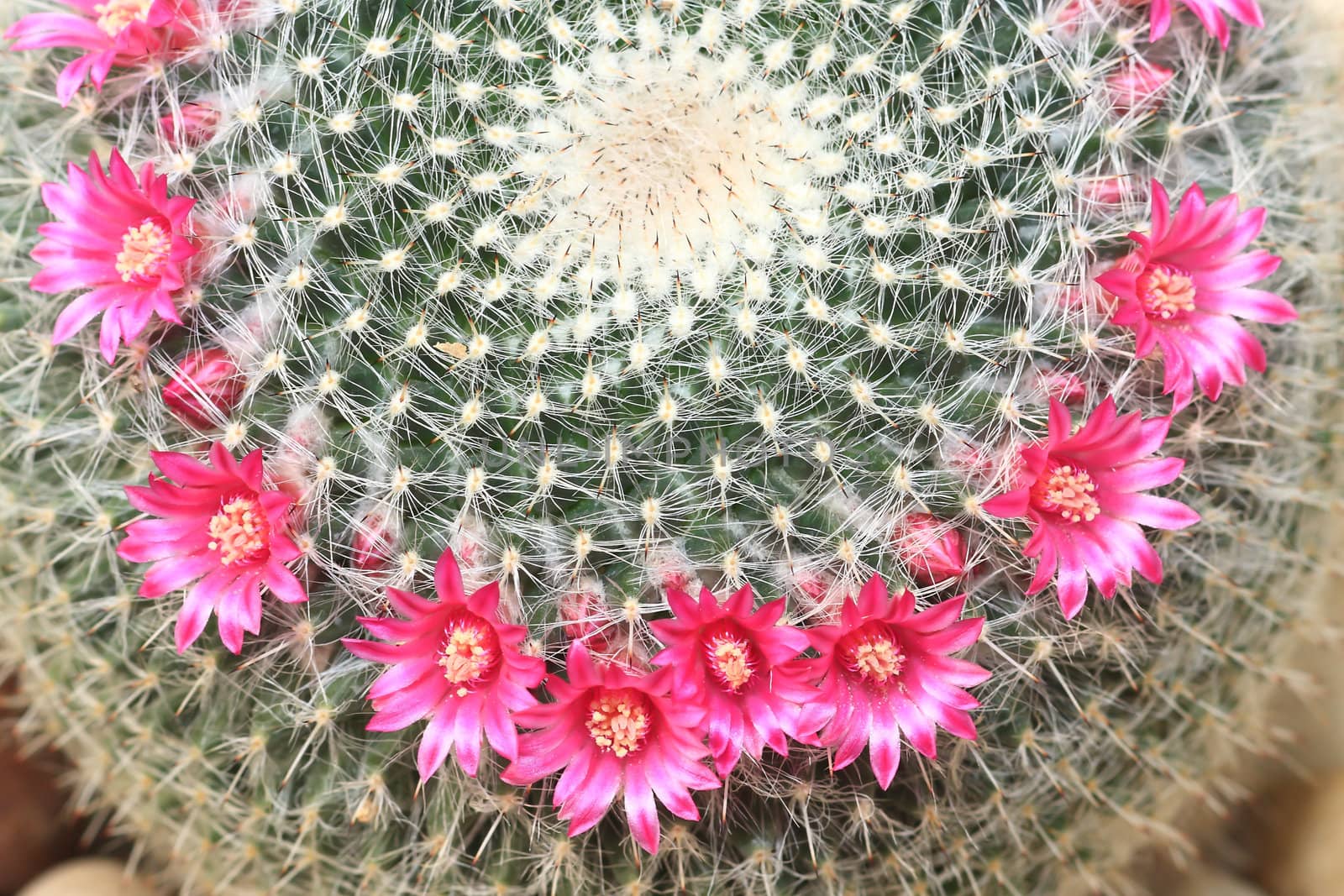 Cactus with blossoms on a dark background (Mammillaria).