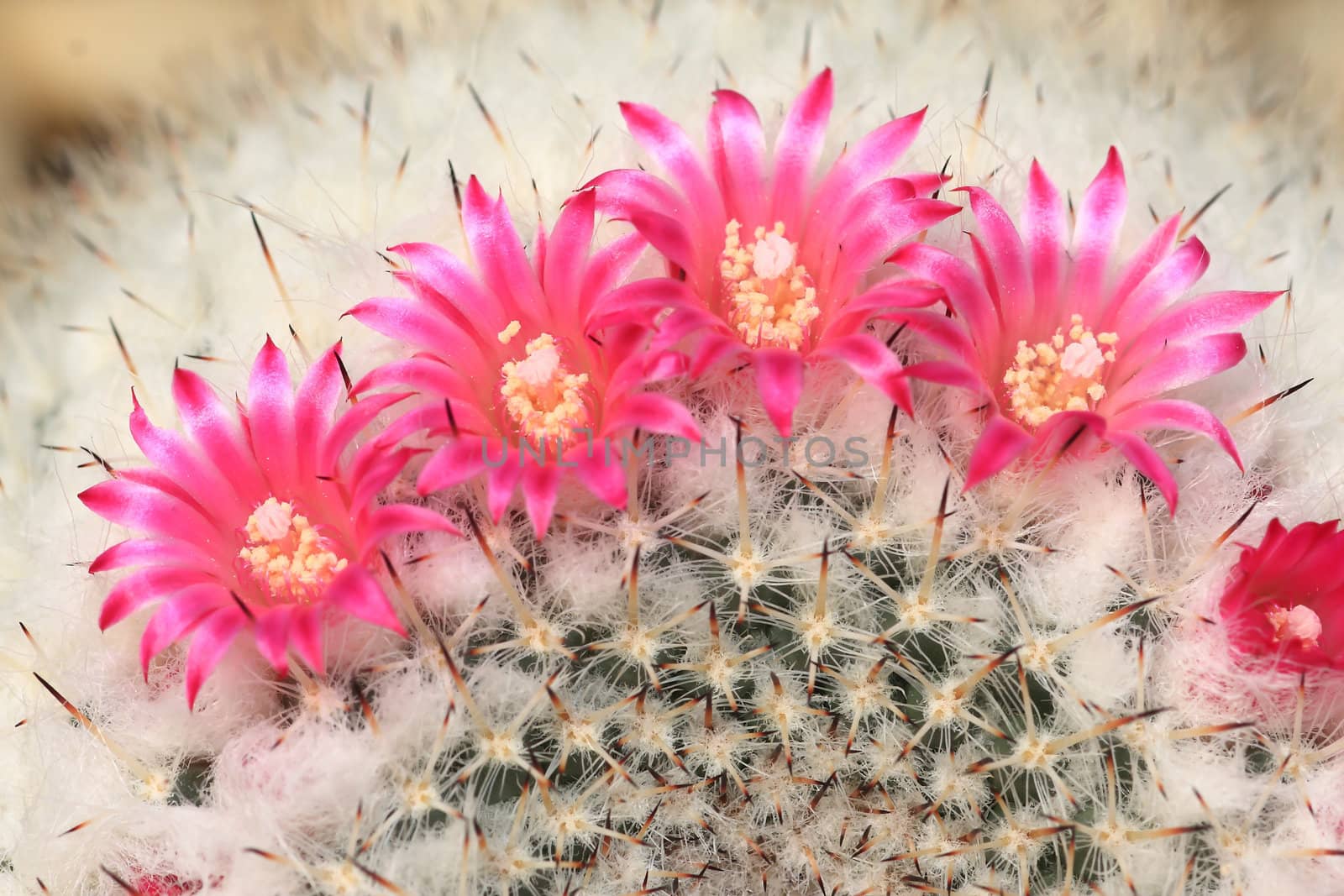 Cactus with blossoms on a dark background (Mammillaria).