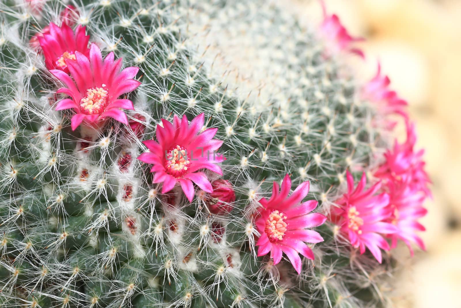 Cactus with blossoms on a dark background (Mammillaria).