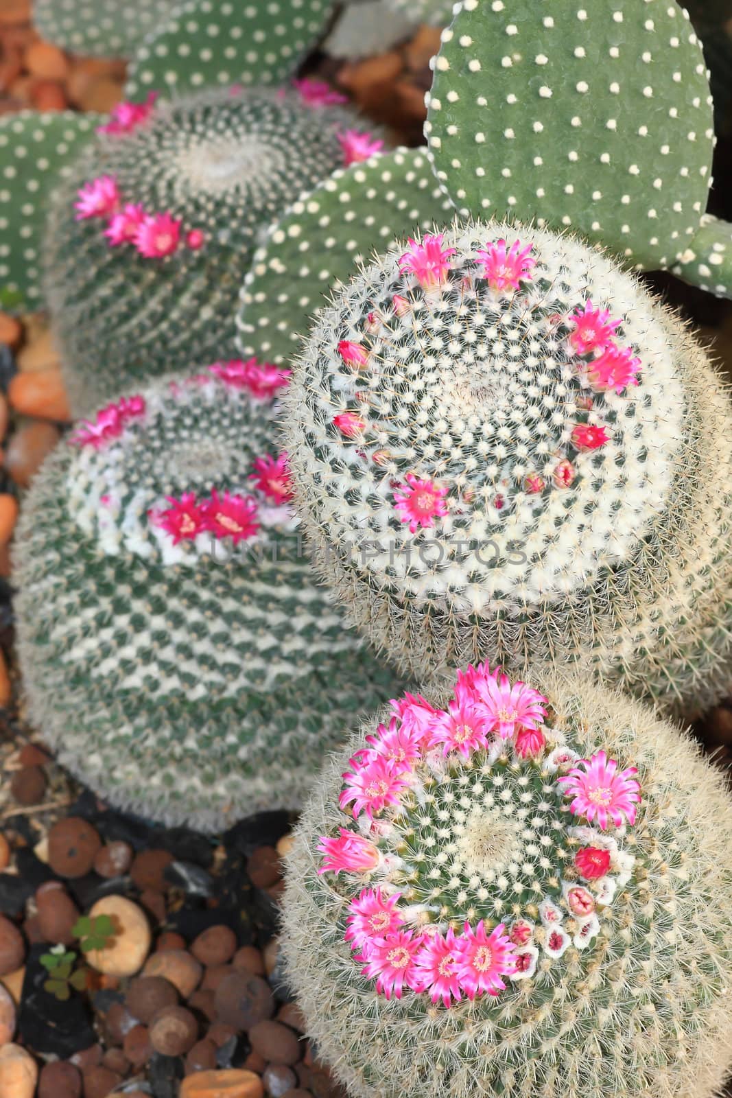 Cactus with blossoms on a dark background (Mammillaria).