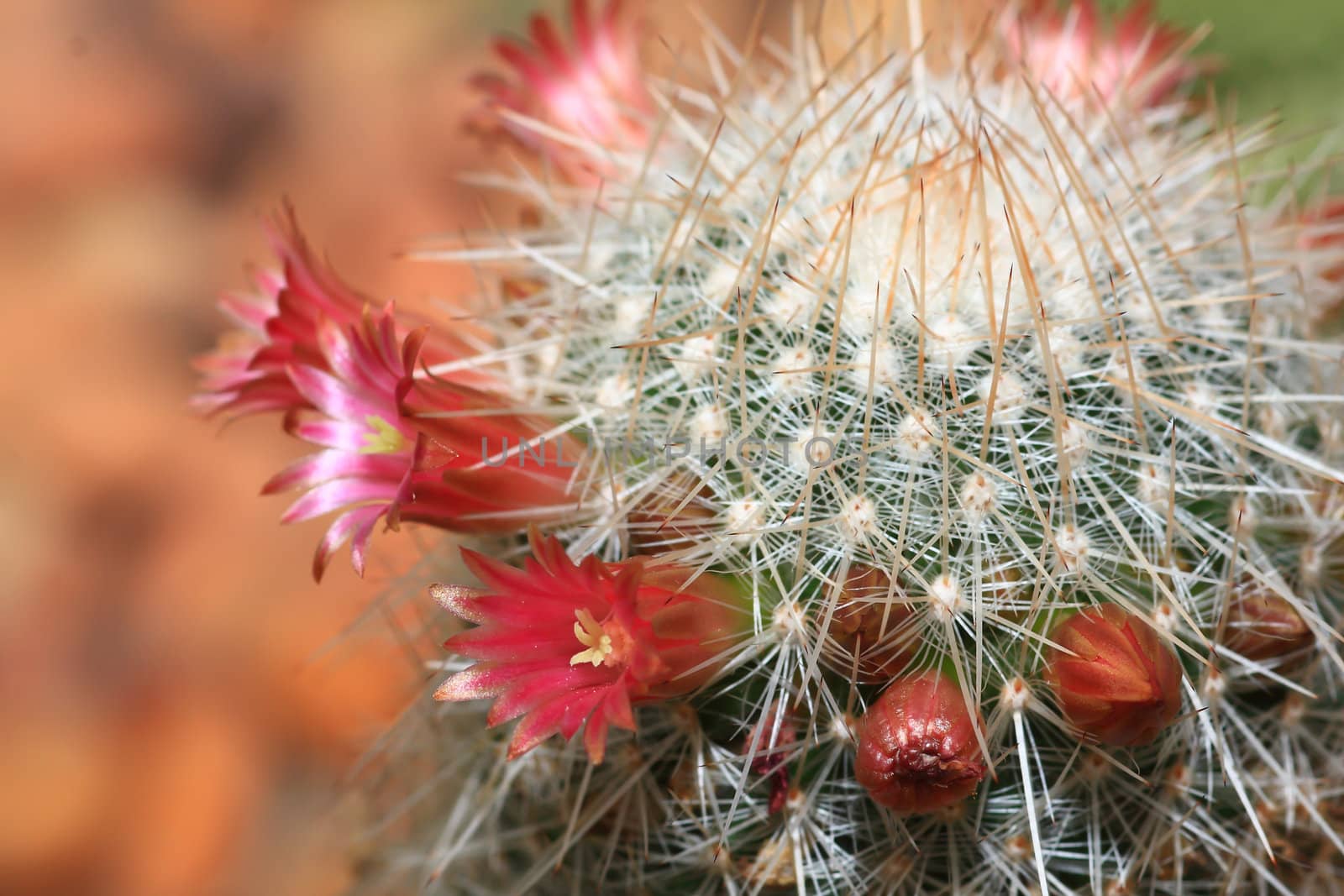 top part of a flowering cactus plant 
 by rufous