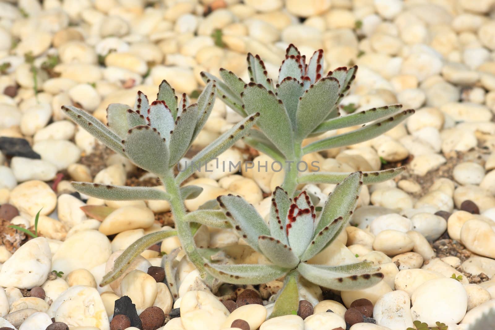 Top view of a cactus