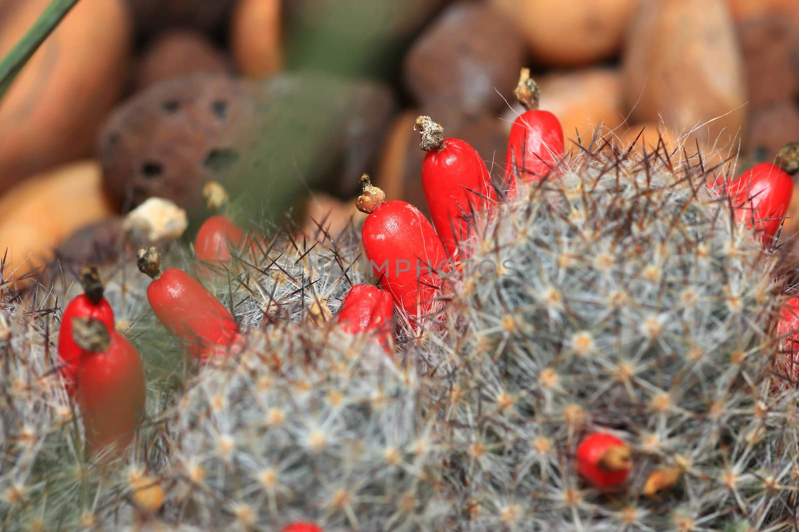 top part of a flowering cactus plant 
 by rufous