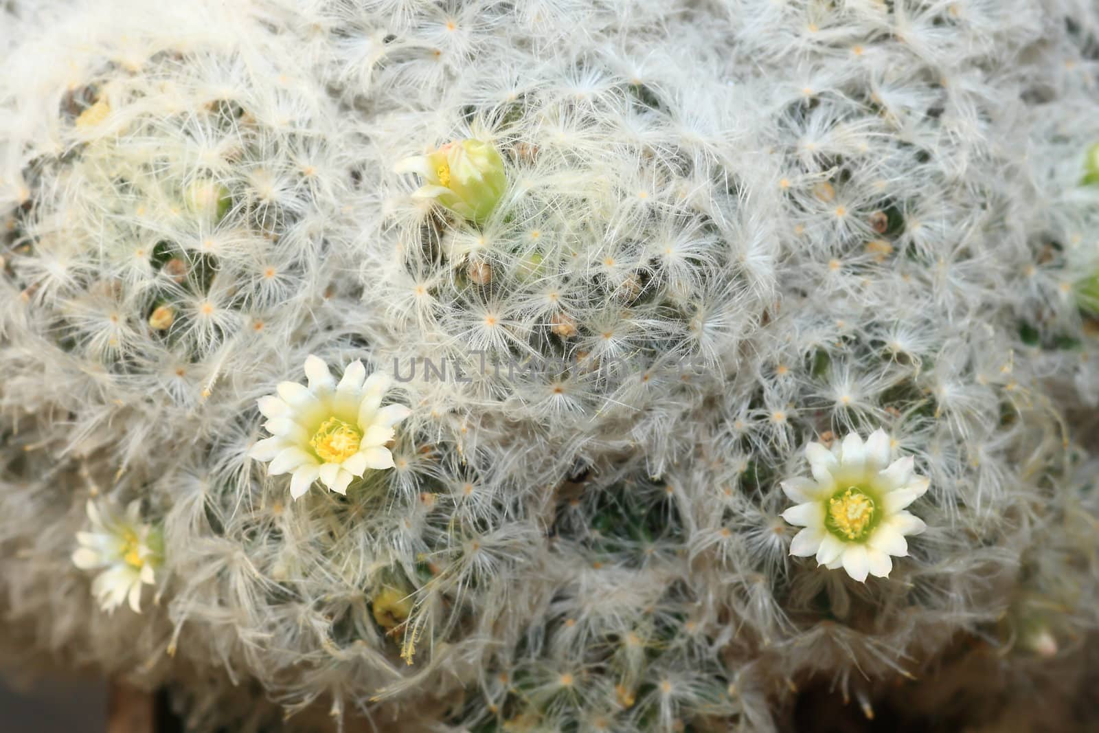 top part of a flowering cactus plant 
 by rufous